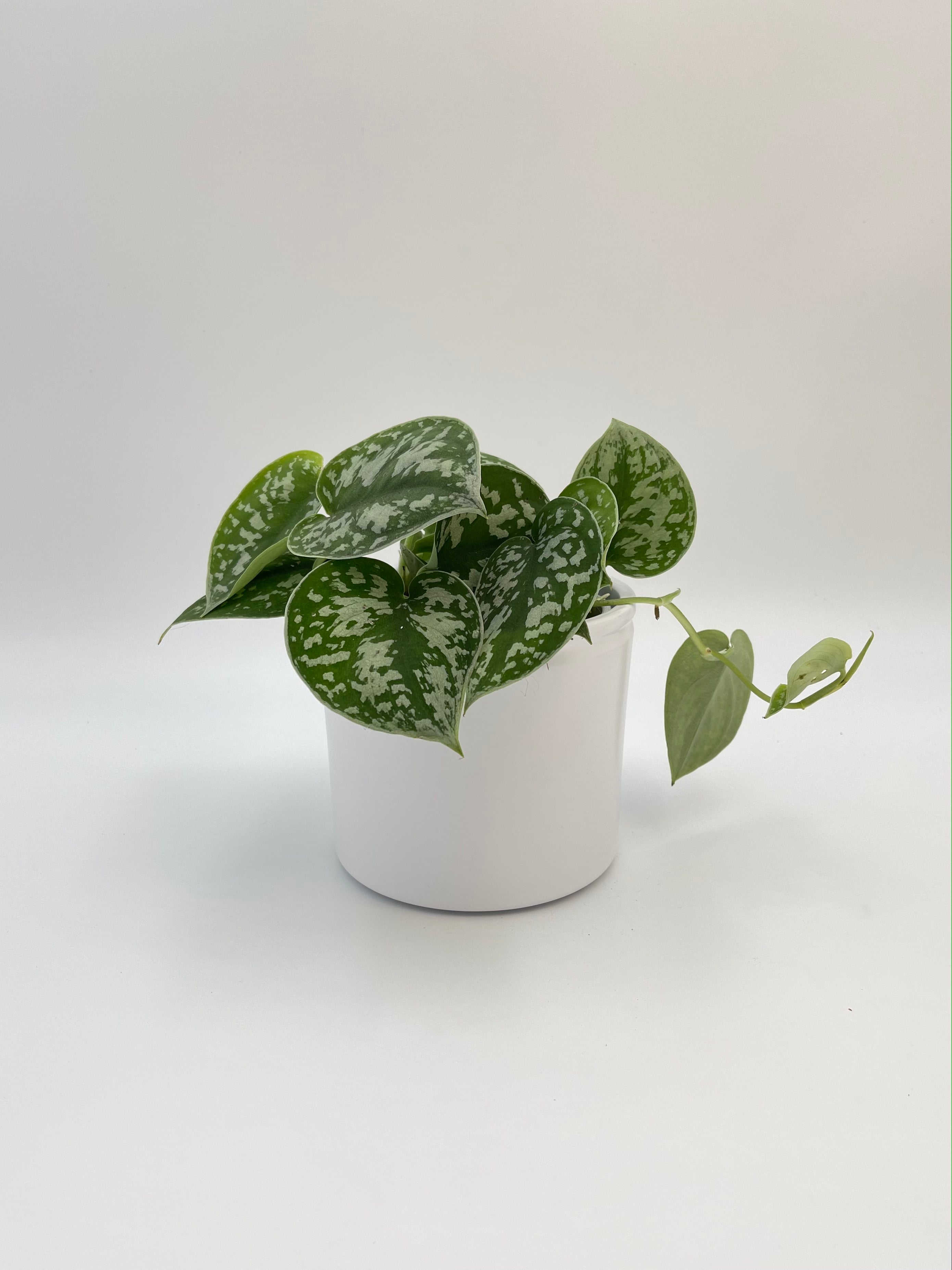 Scindapsus Pictus Argyraeus, Satin Pothos