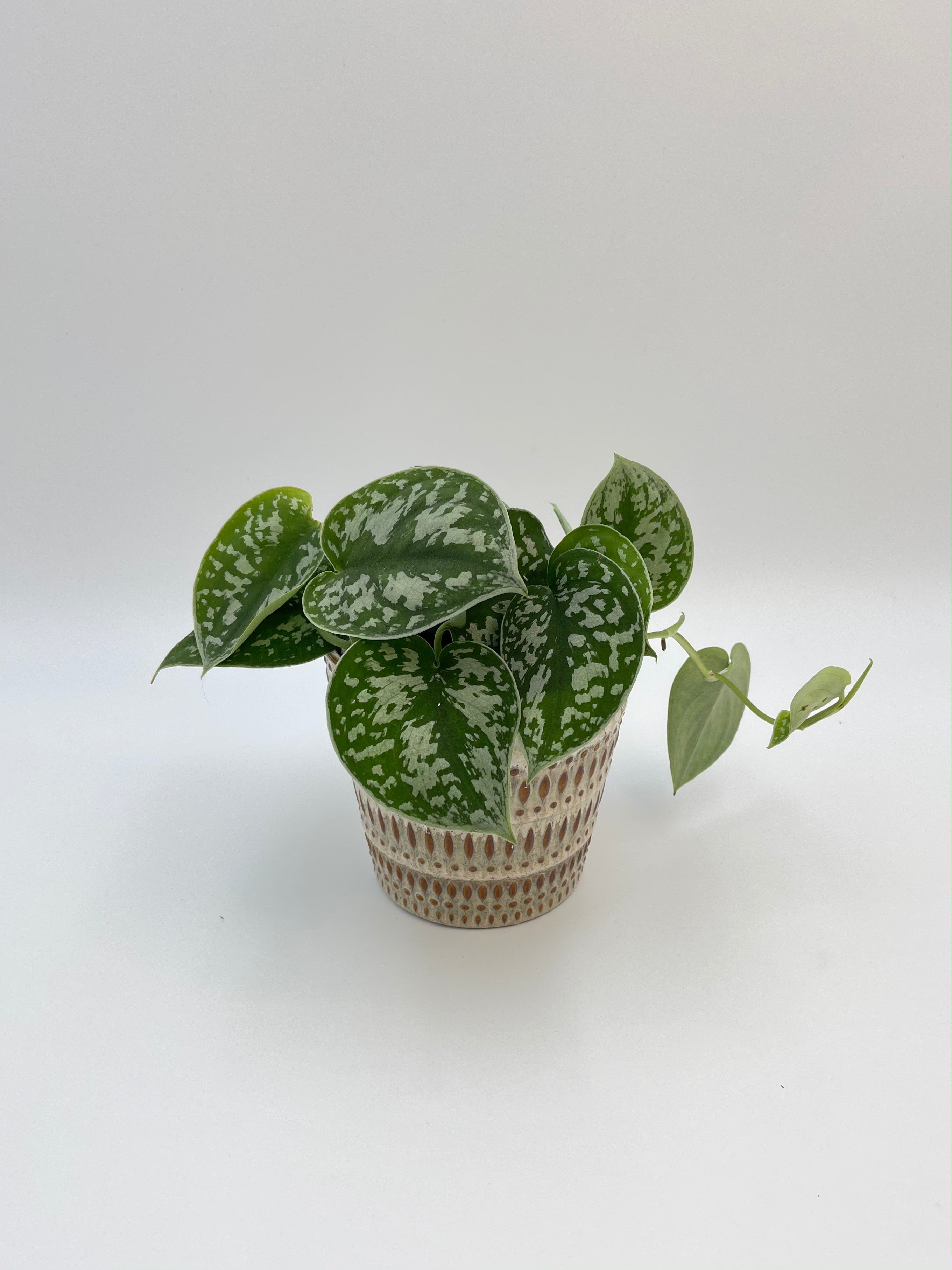 Scindapsus Pictus Argyraeus, Satin Pothos