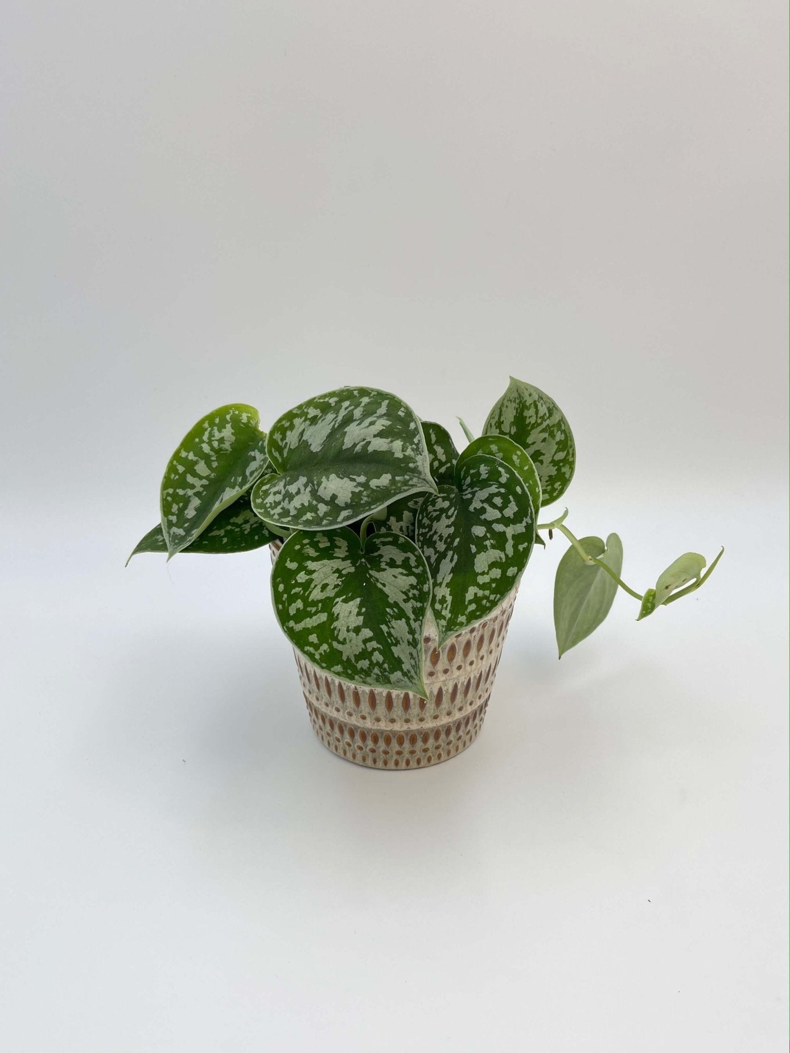Scindapsus Pictus Argyraeus | Satin Pothos Trailing Houseplant | Easy Care Indoor Plant