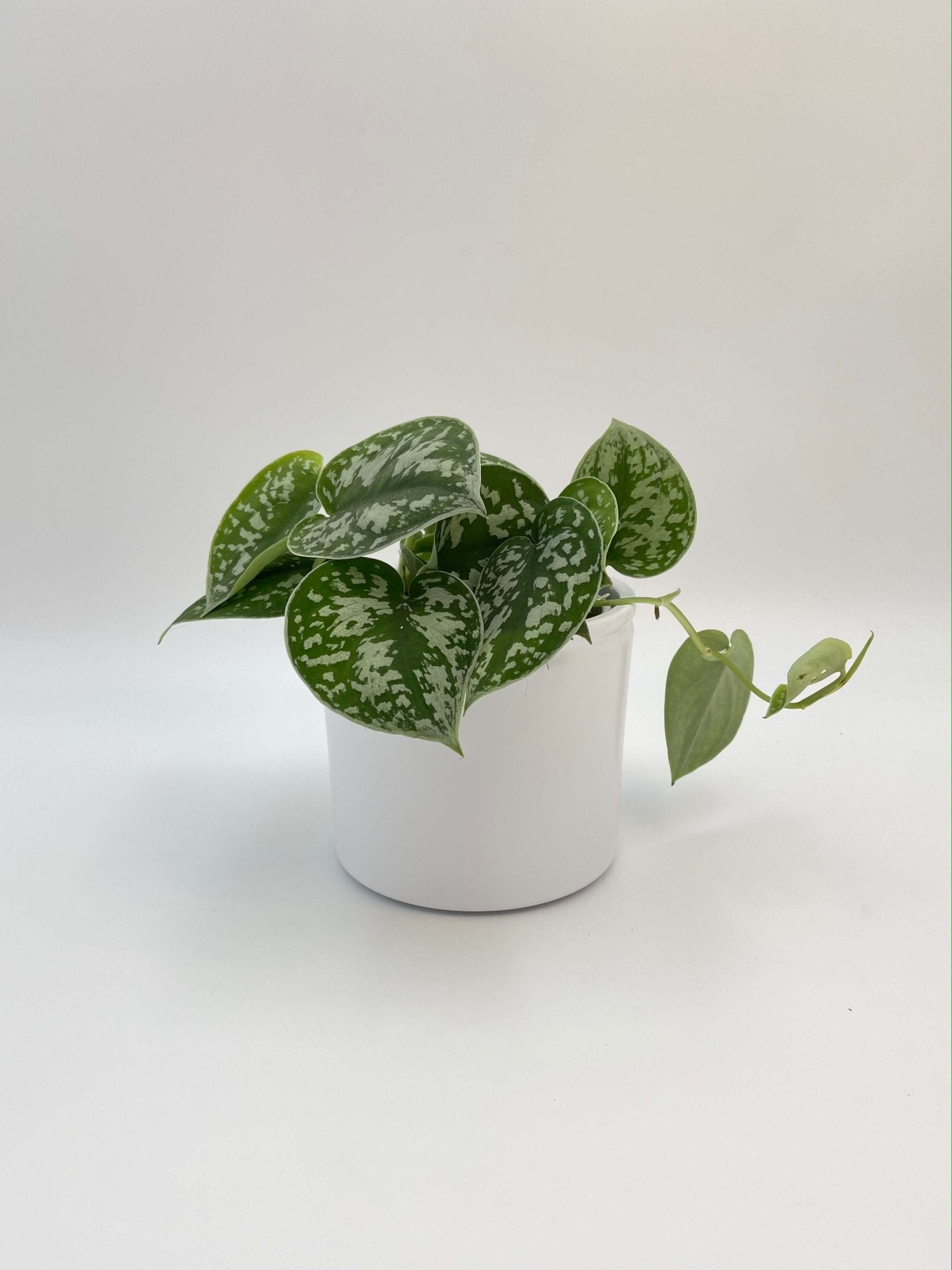 Scindapsus Pictus Argyraeus | Satin Pothos Trailing Houseplant | Easy Care Indoor Plant
