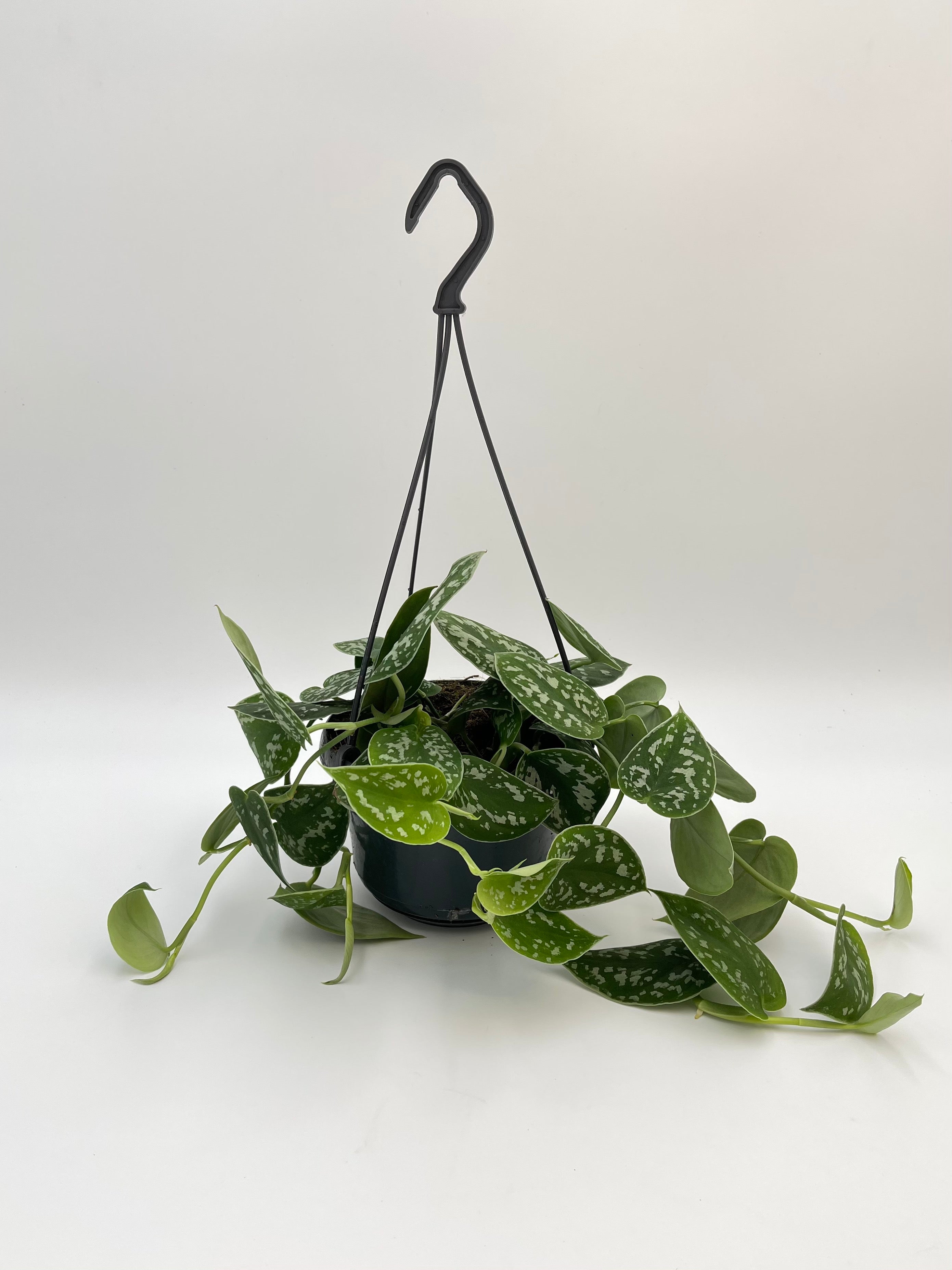 Scindapsus Pictus Argyraeus, Satin Pothos, Silver Money Plant, 15cm Ha ...