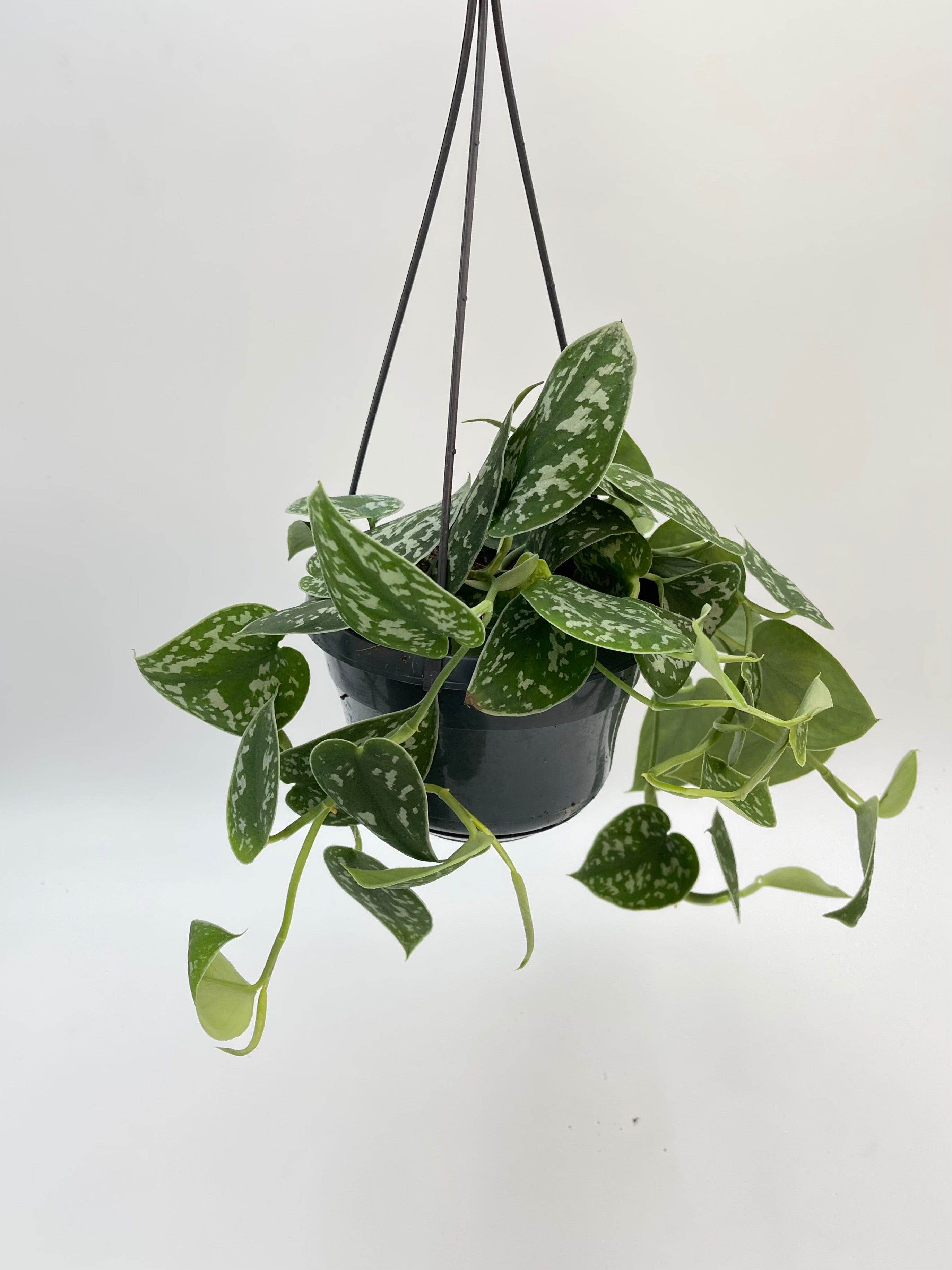 Scindapsus Pictus Argyraeus, Silver Satin Pothos, 14cm Hanging Pot