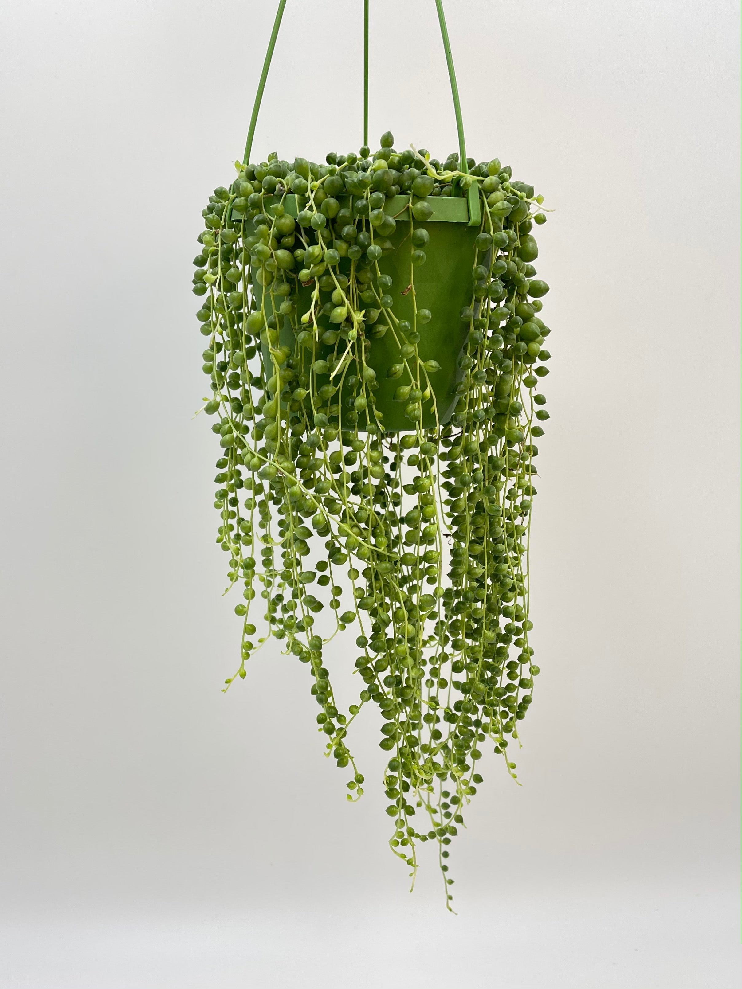 Senecio Rowleyanus, String of Pearls, 14cm Hanging Pot