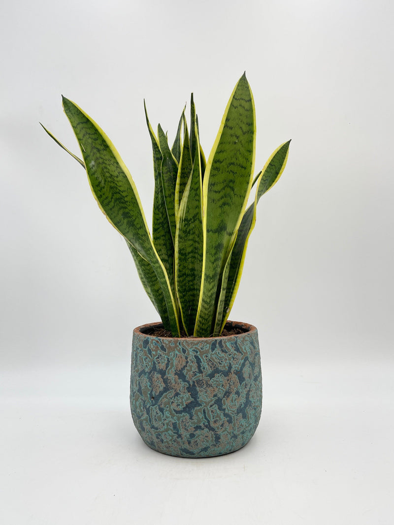 Snake Plant, Mother-in-law's Tongue, Sansevieria Trifasciata Laurentii
