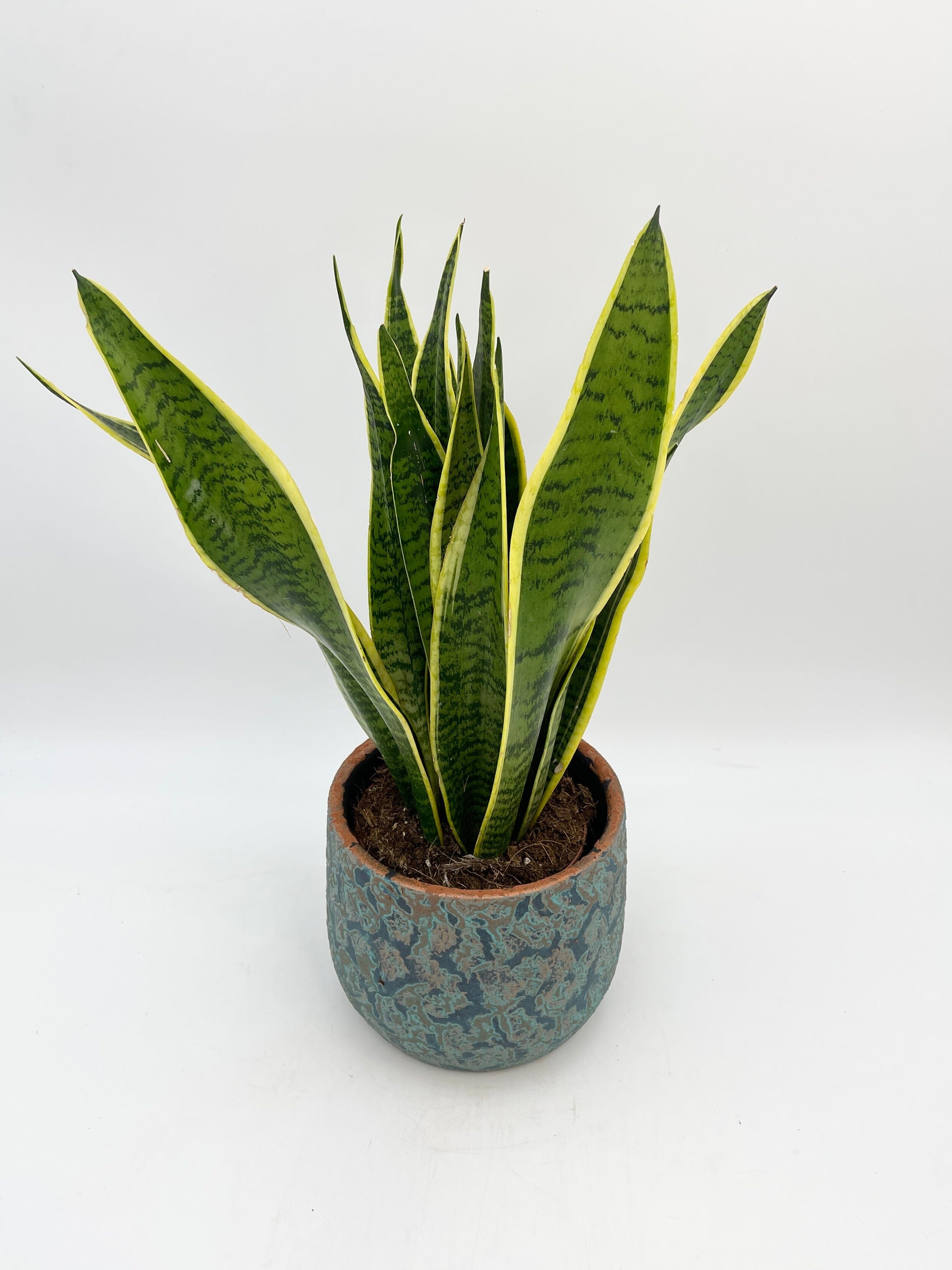 Snake Plant, Mother-in-law's Tongue, Sansevieria Trifasciata Laurentii