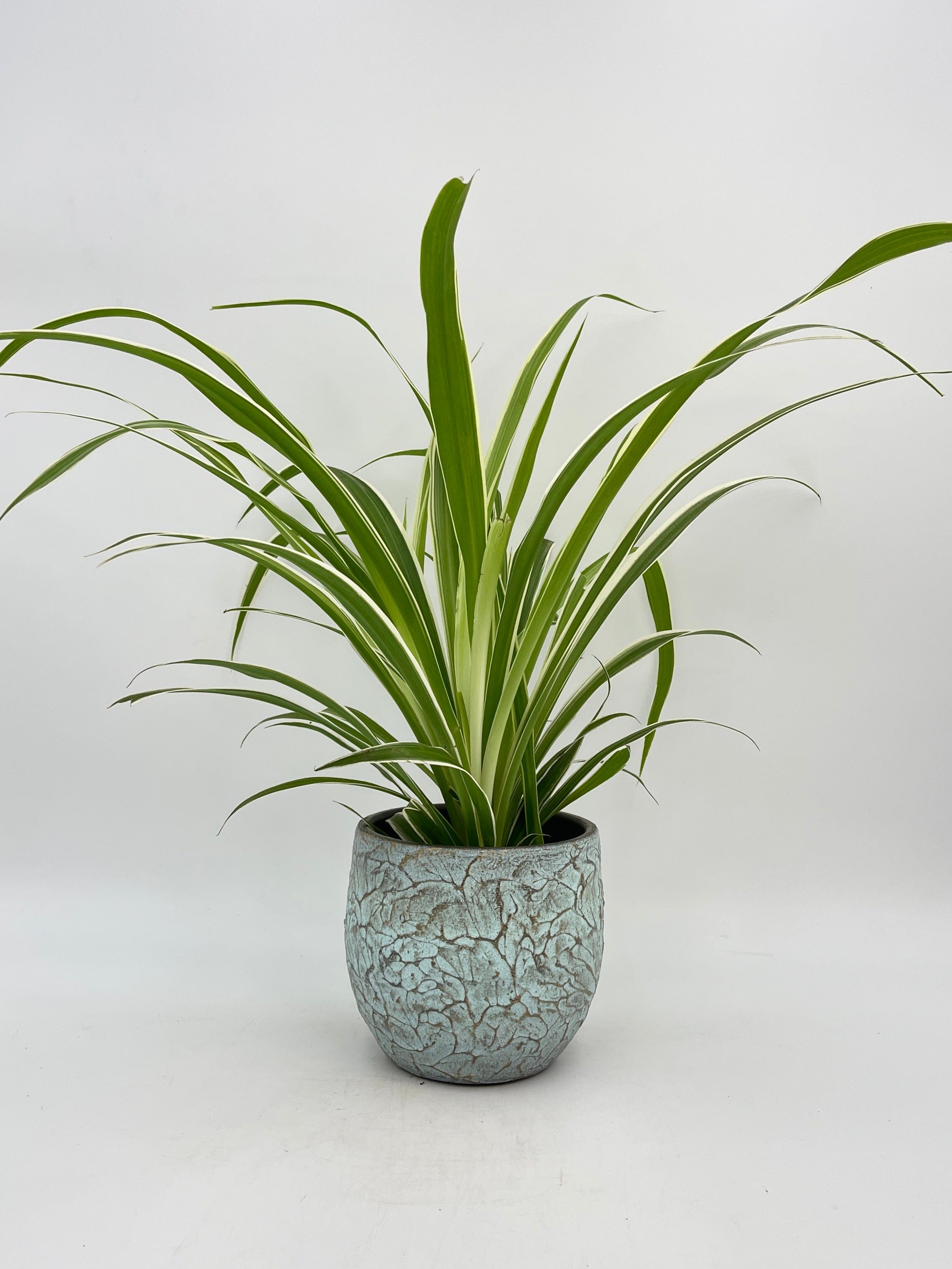 Spider Plant, Chlorophytum comosum Vittatum