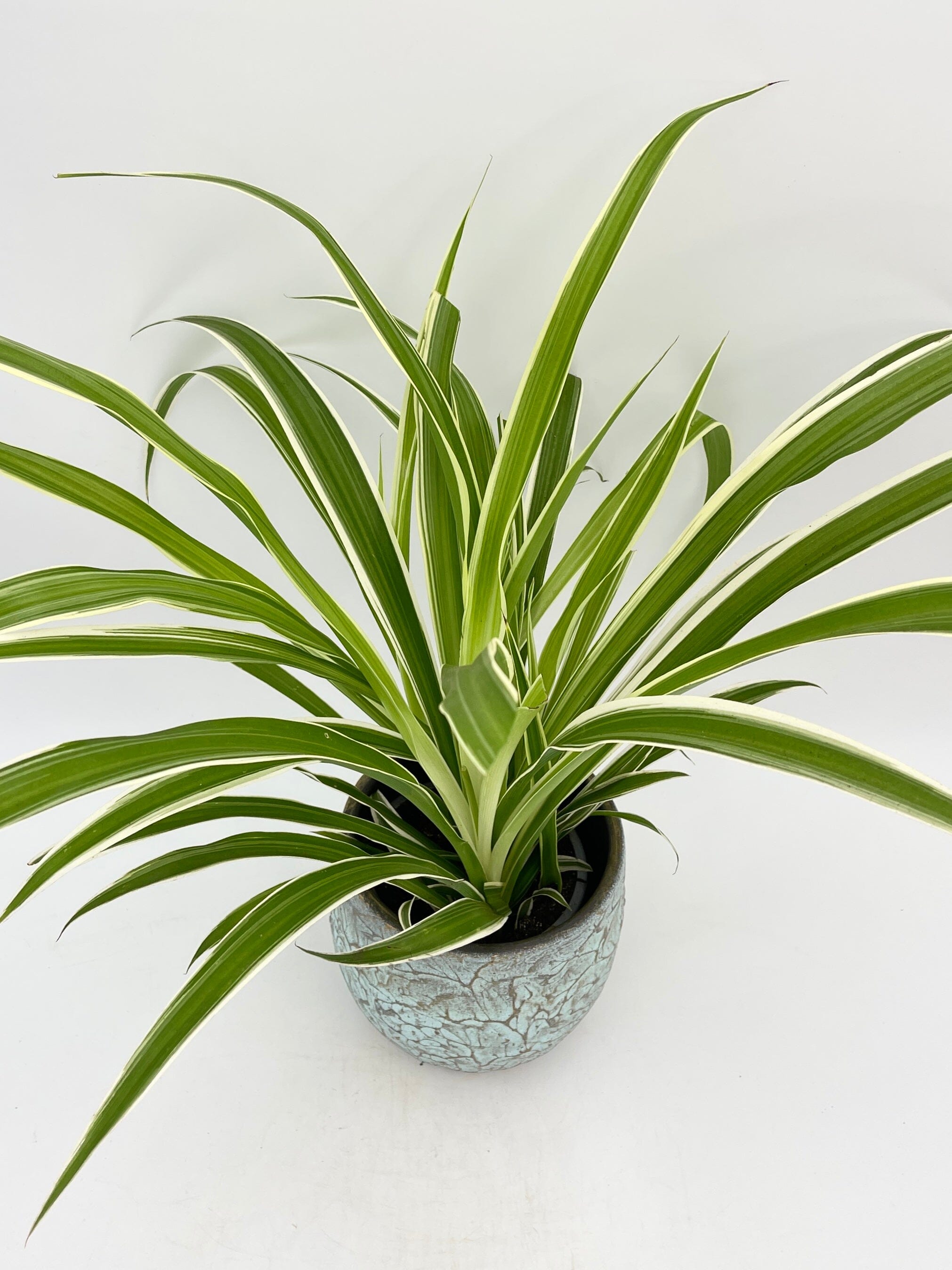 Spider Plant, Chlorophytum comosum Vittatum