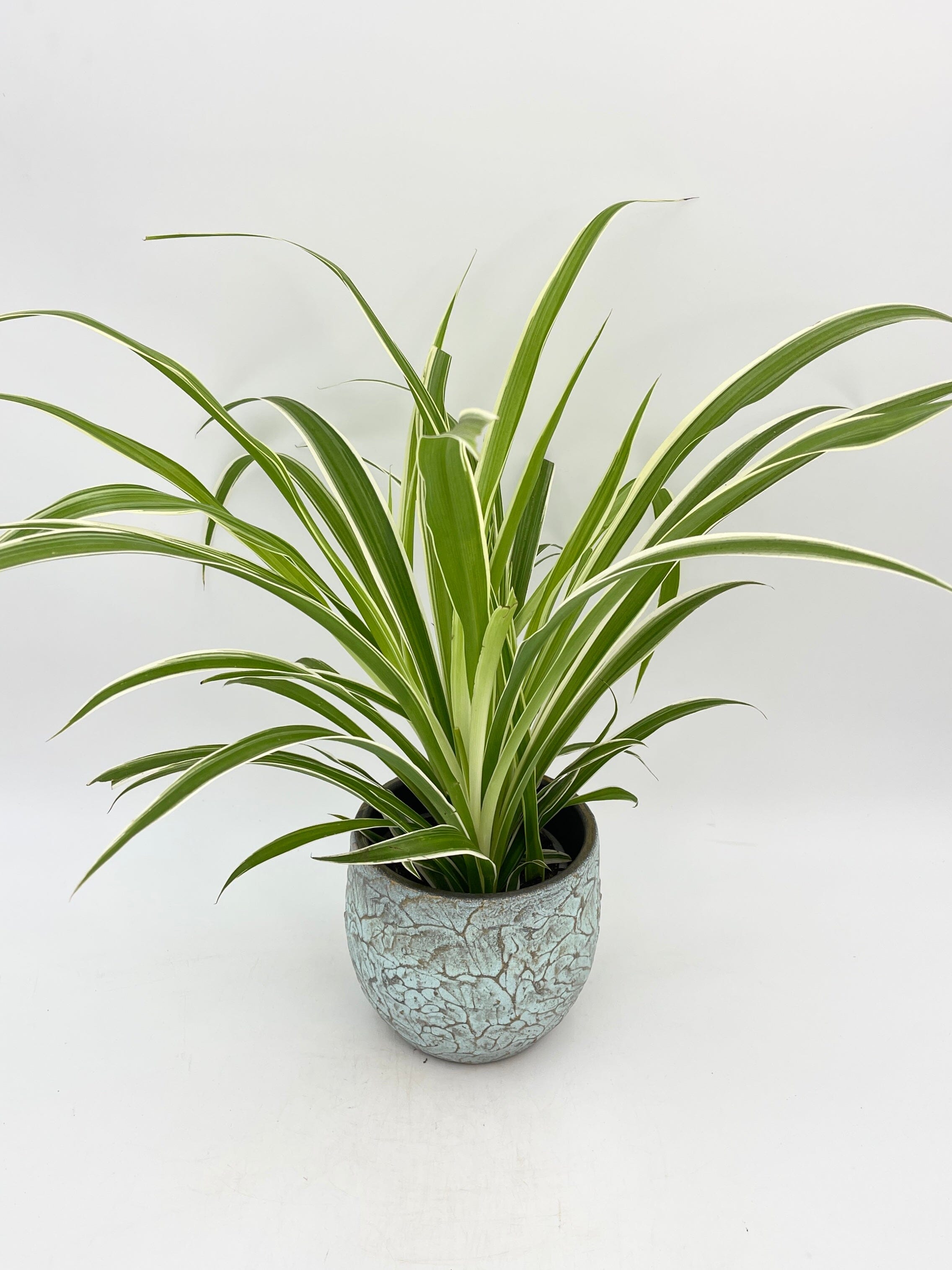 Spider Plant, Chlorophytum comosum Vittatum