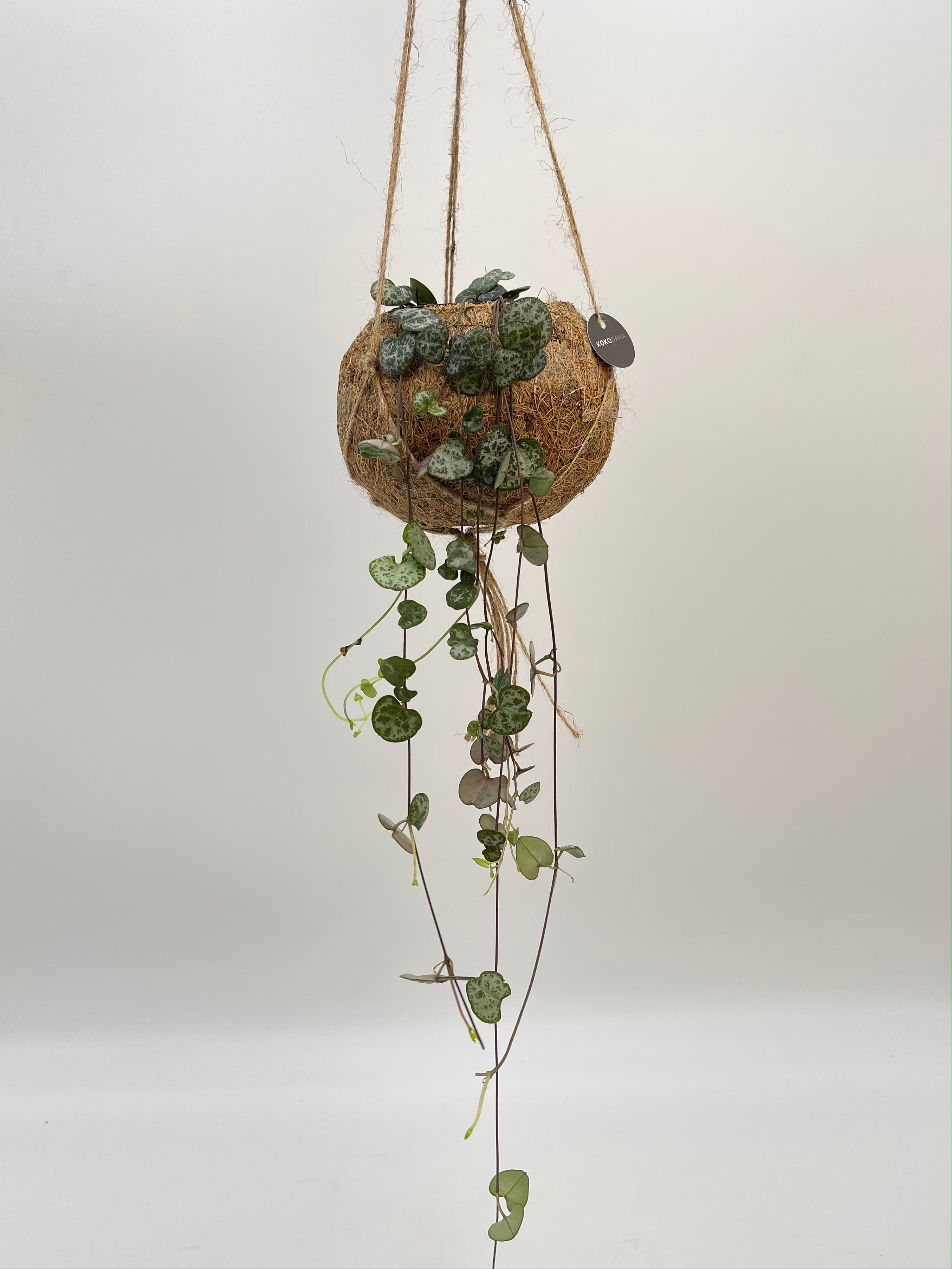 Strings of Hearts, Ceropegia Woodii in Kokodama Hanging Plant Pot