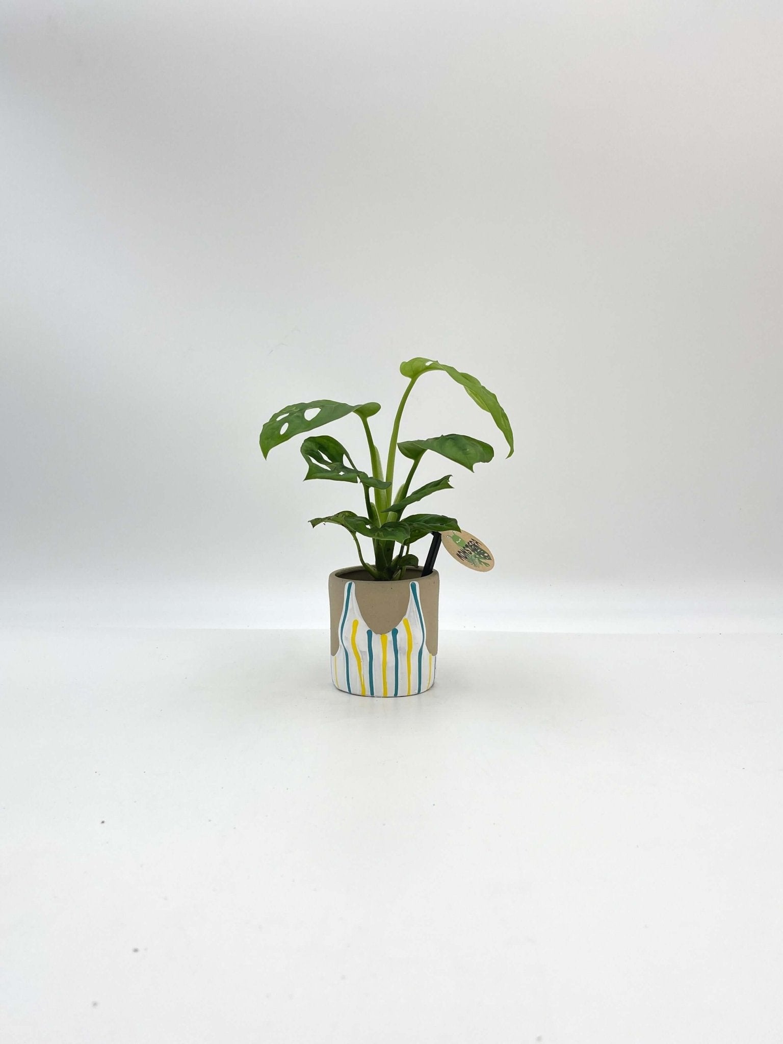 Sunshine Babes Plant Pot, D6cm