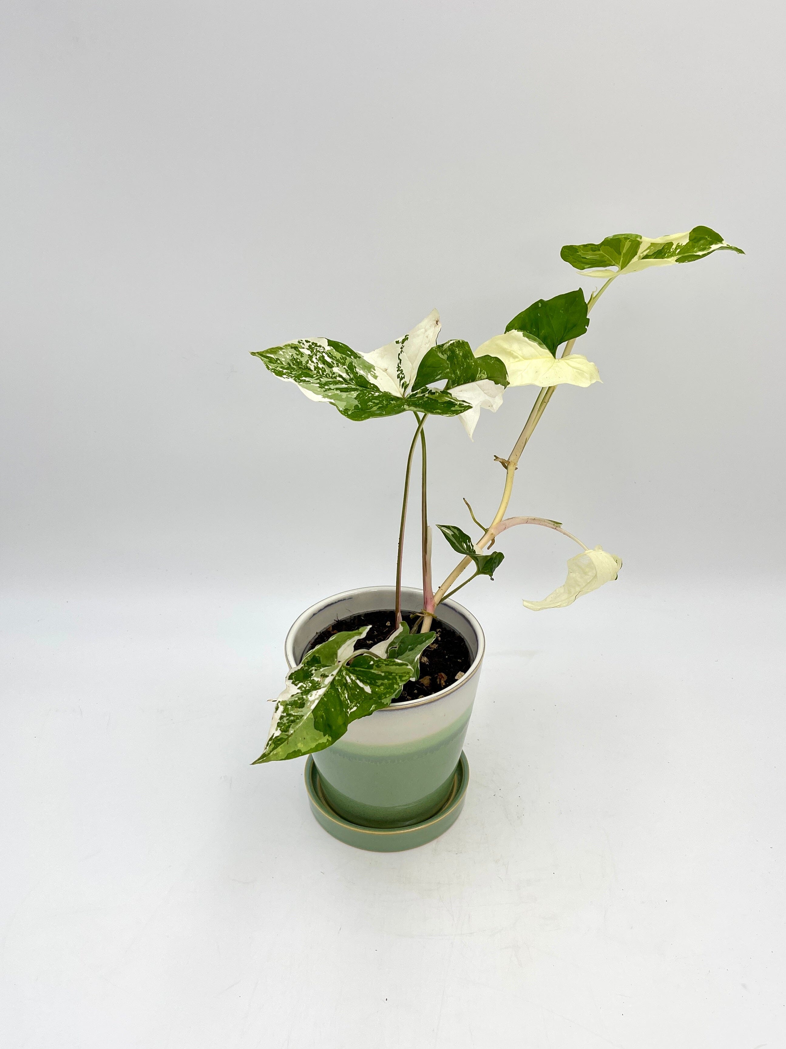 Syngonium Albo Variegated