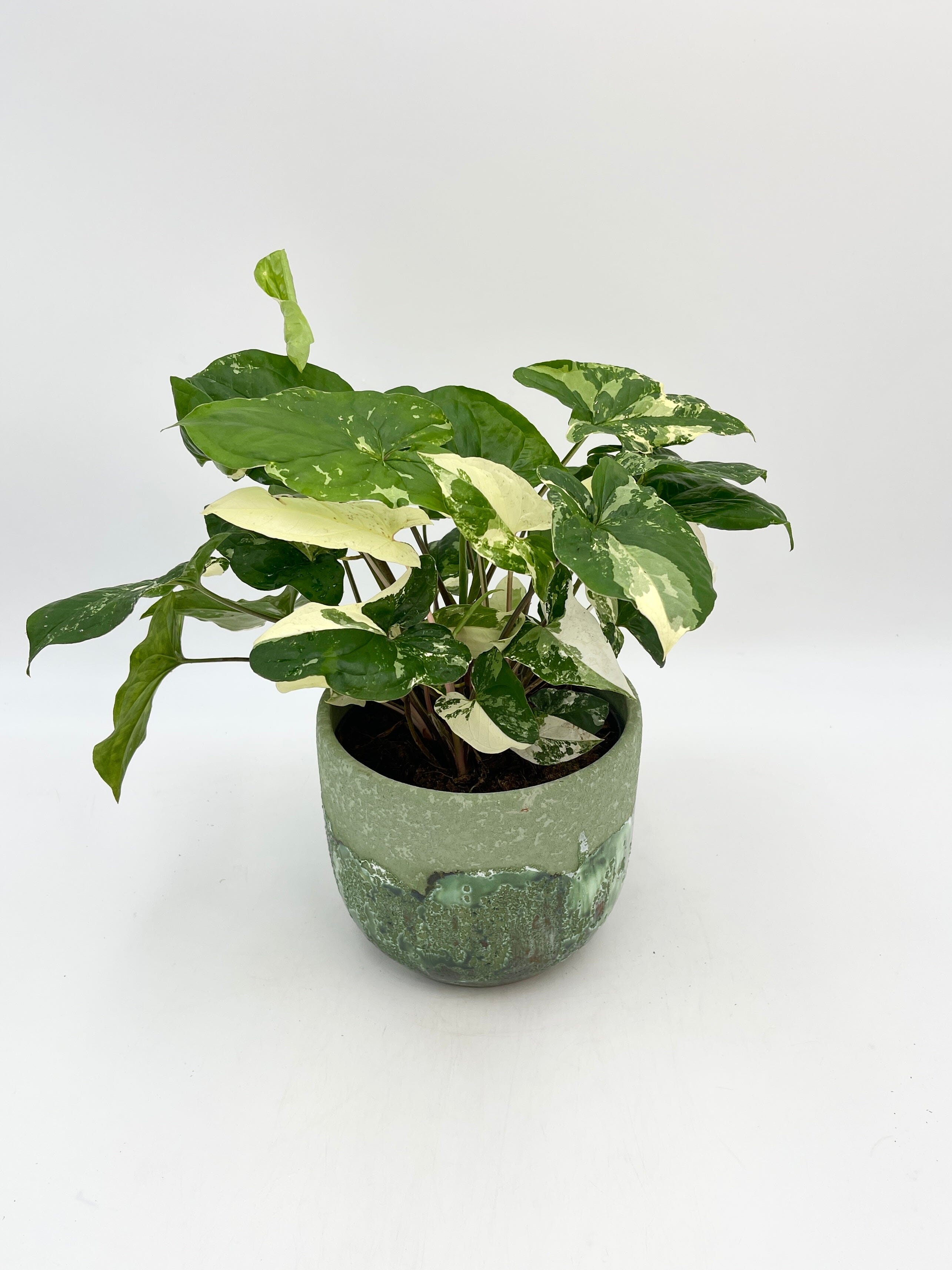 Syngonium Albo Variegata newest - Variegated Syngonium - Syngonium Emerald Gem - Large Open Terrarium