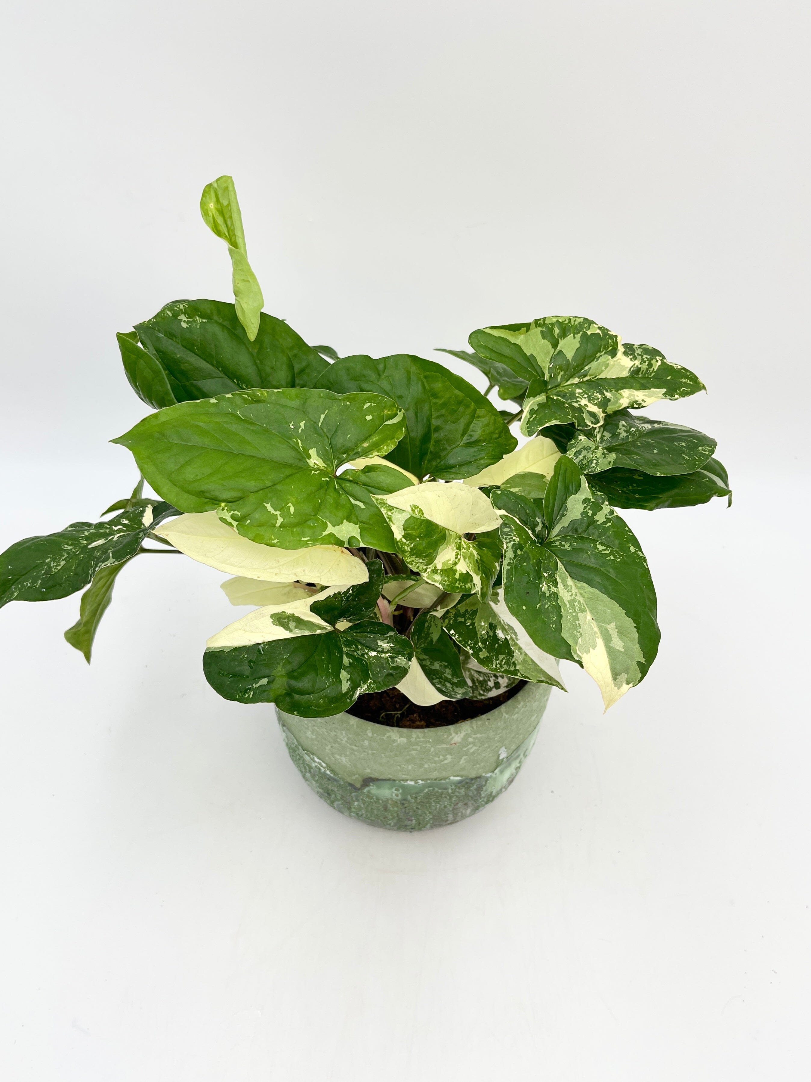 Syngonium Albo Variegated