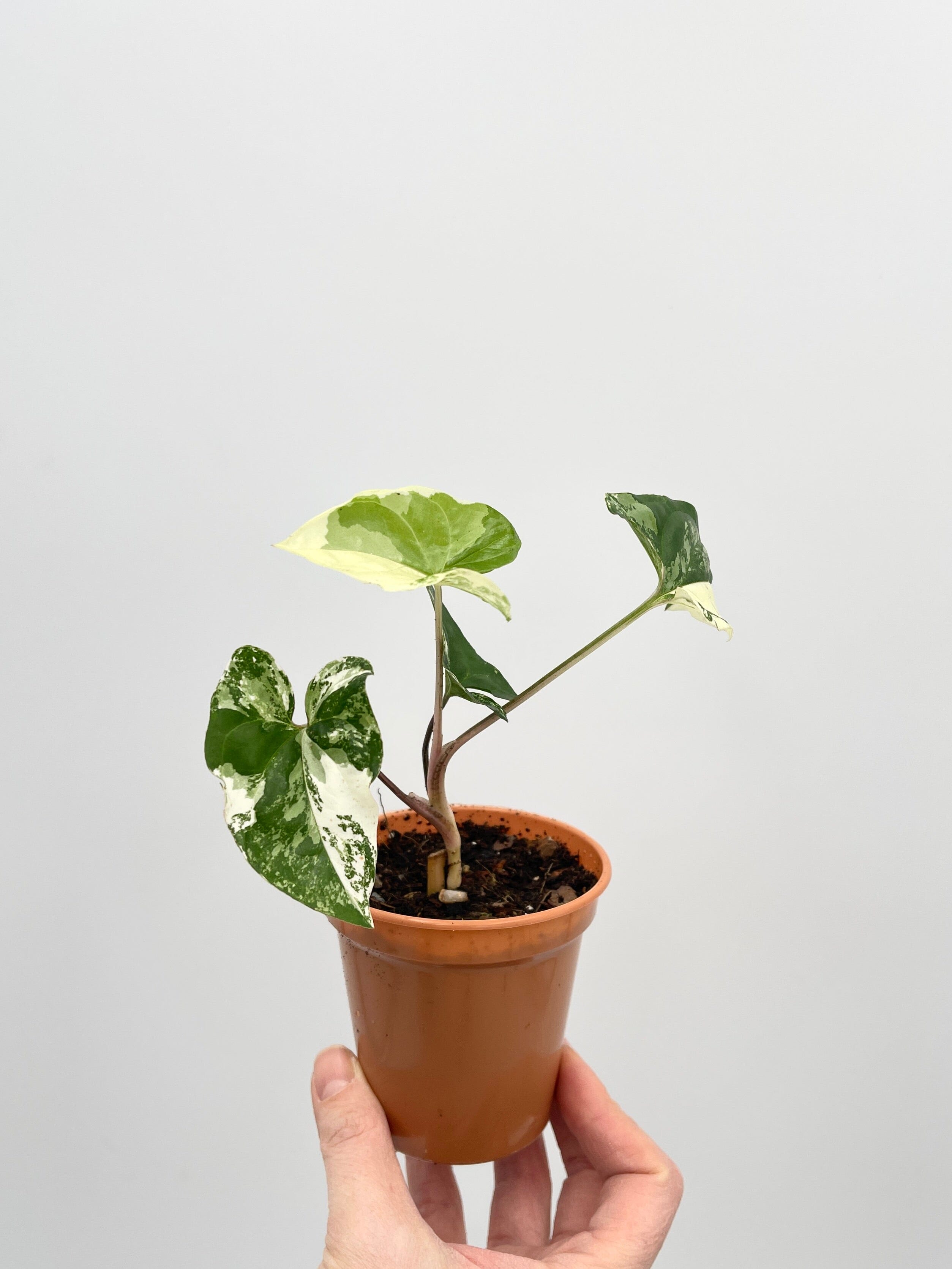 Syngonium Albo Variegated