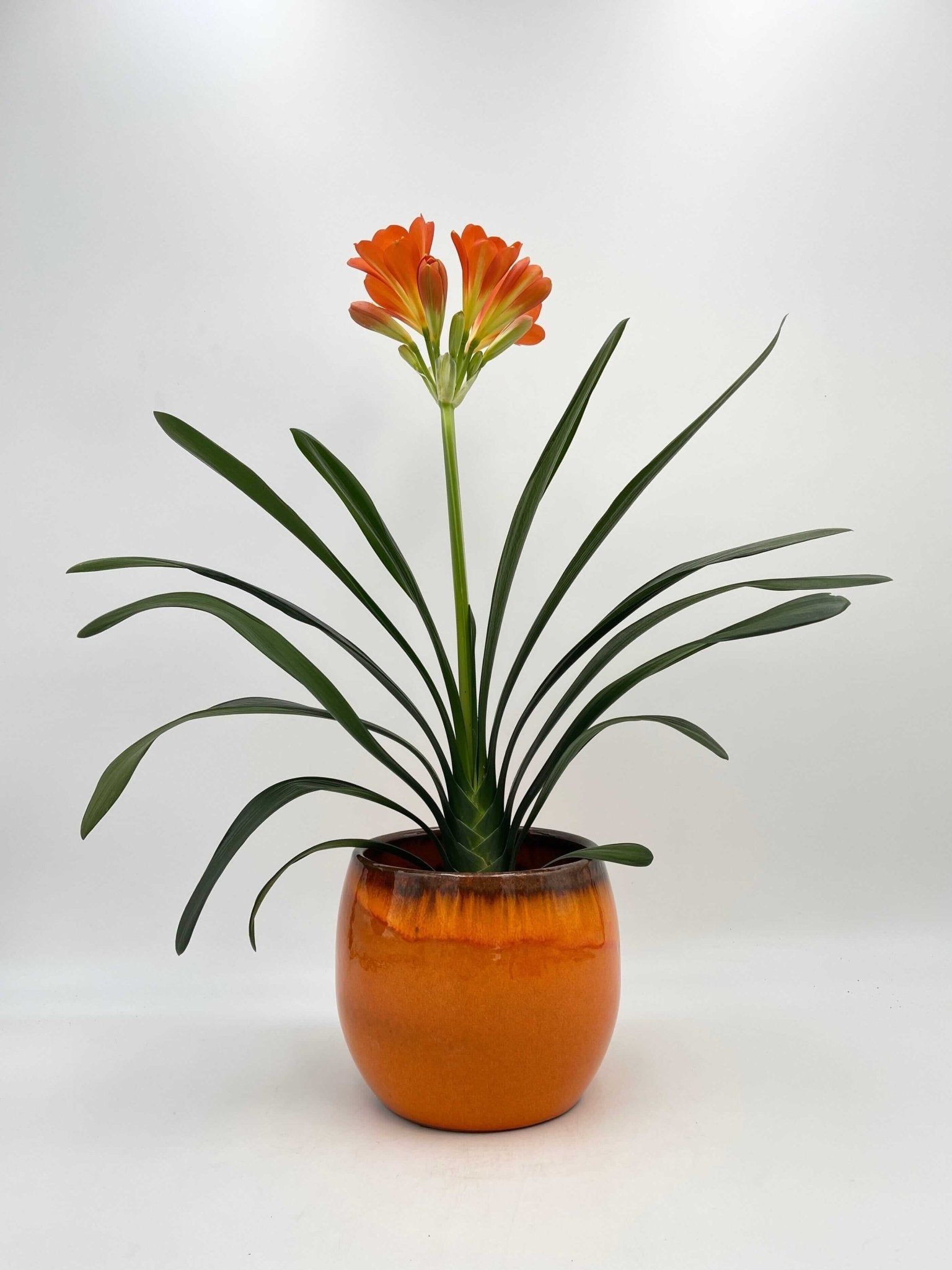 Tropical Clivia Miniata, Orange Bush lily, Indoor Plant