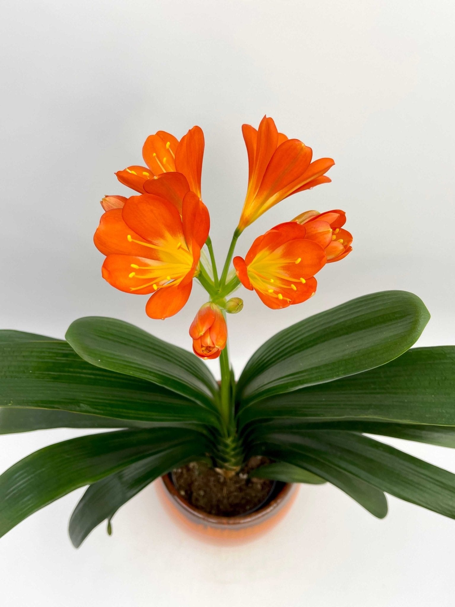 Tropical Clivia Miniata, Orange Bush lily, Indoor Plant