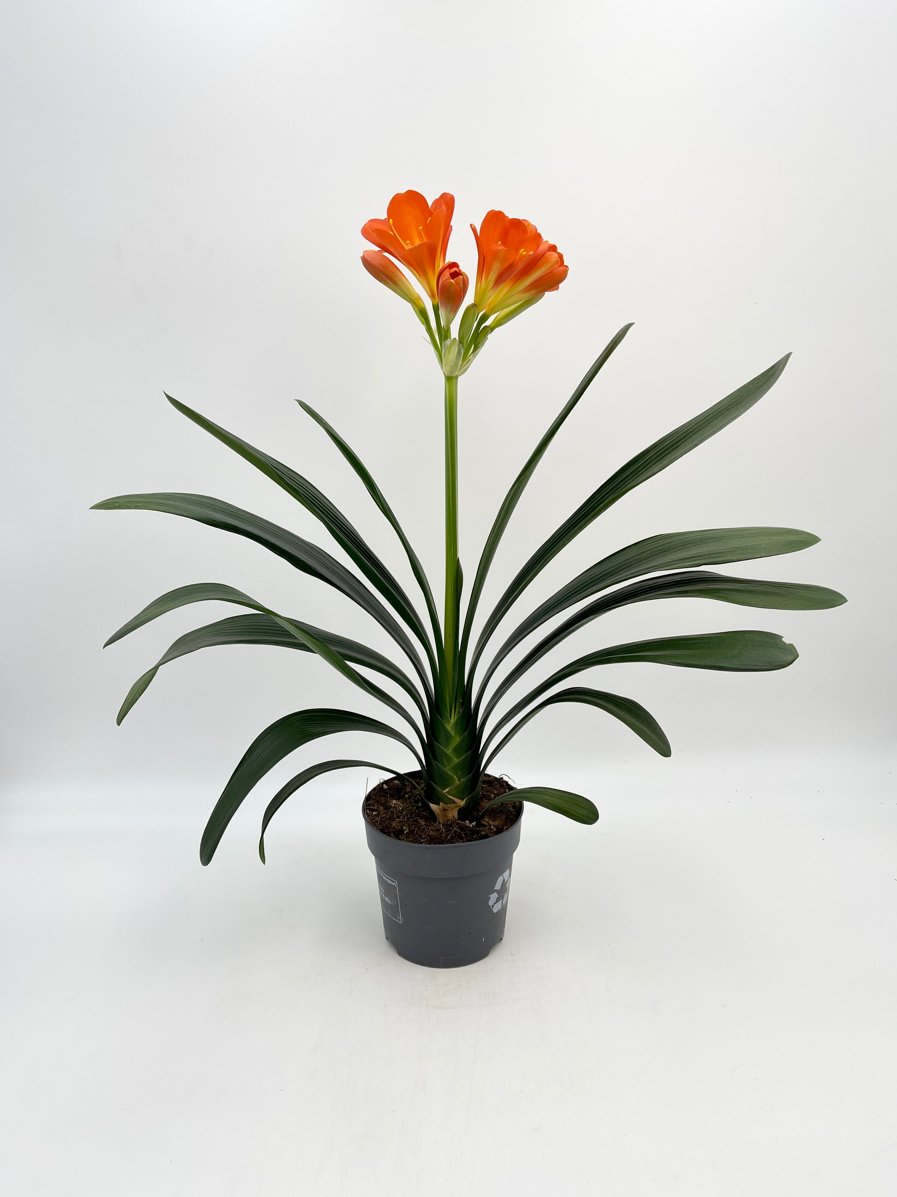 Tropical Clivia Miniata