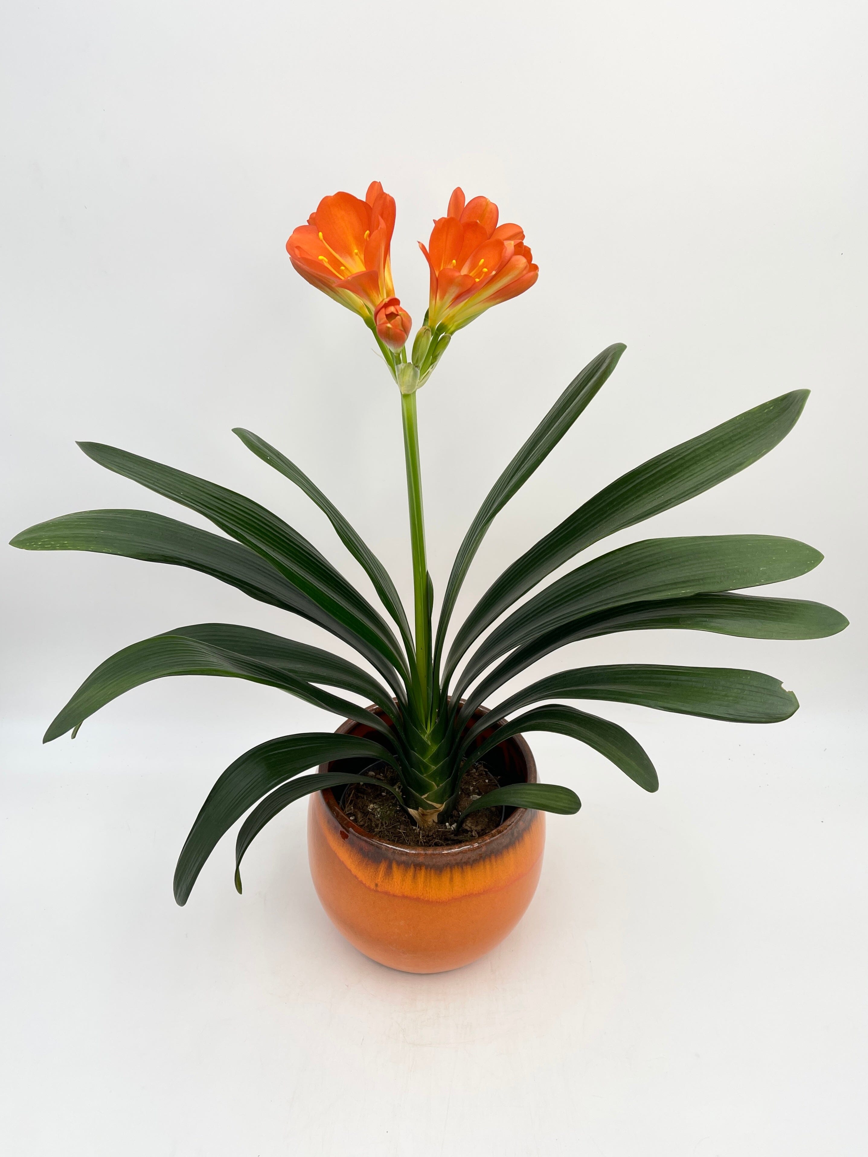 Tropical Clivia Miniata