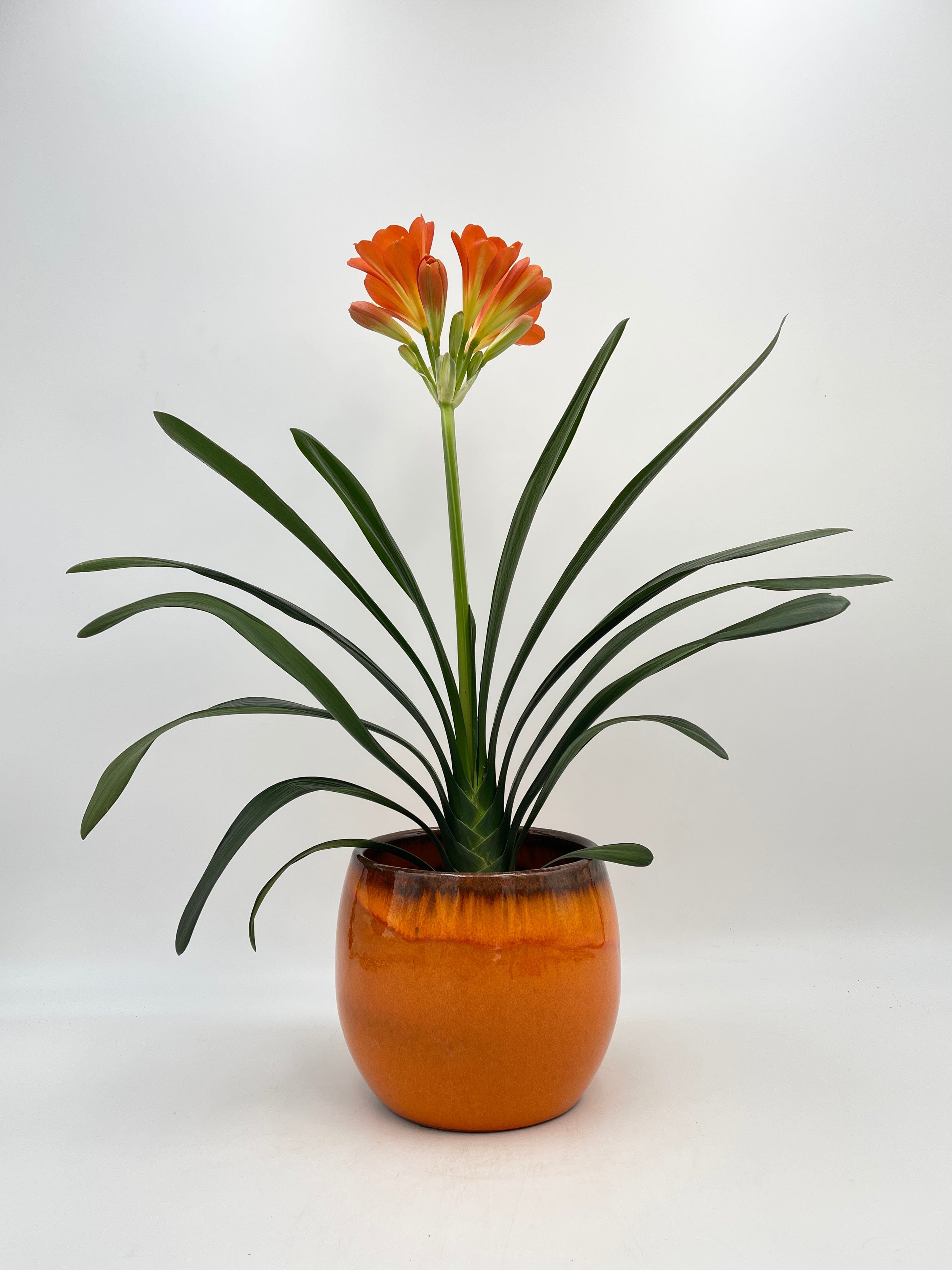 Tropical Clivia Miniata