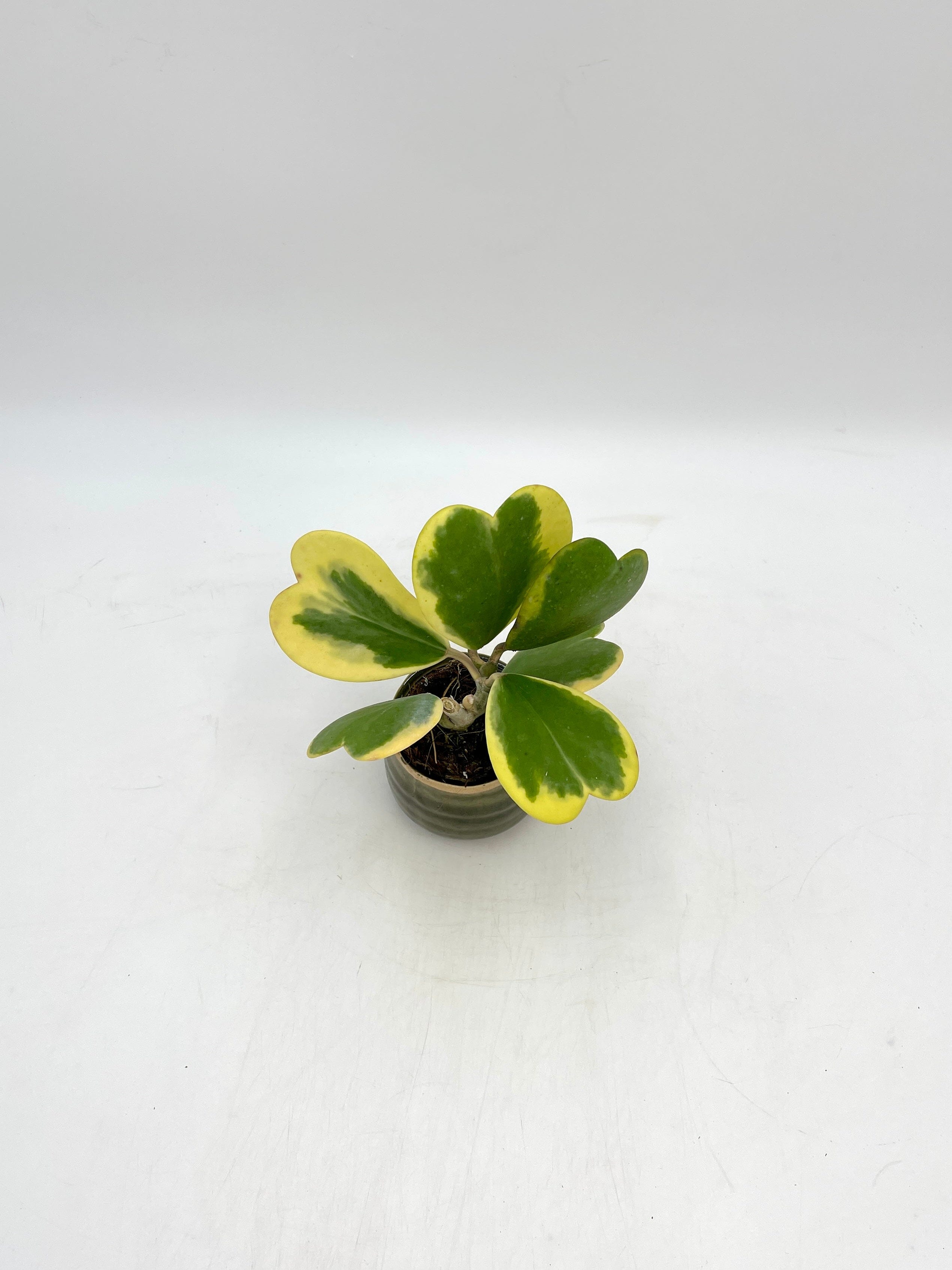 Variegated Hoya Kerrii, Full Plants