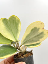 Variegated Hoya Kerrii, Full Plants