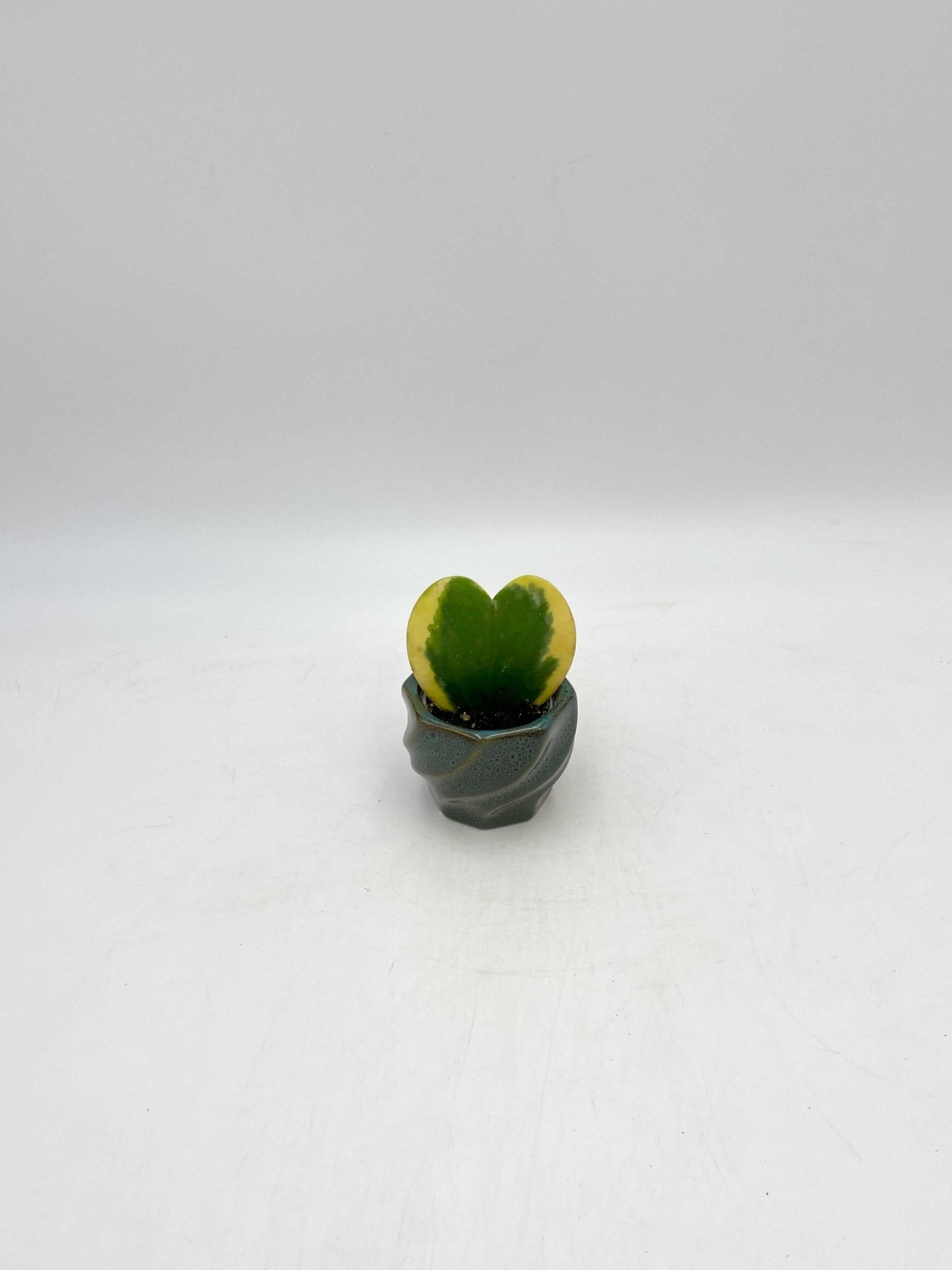 Variegated Hoya Kerrii, Pet Safe Houseplant