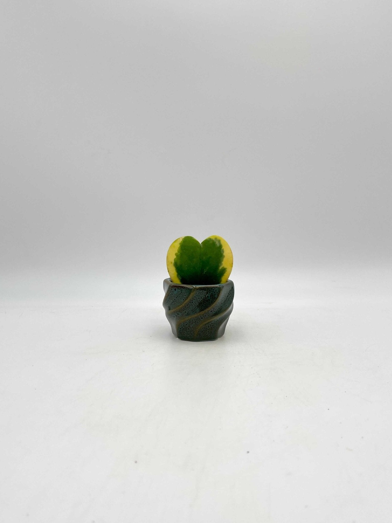 Variegated Hoya Kerrii, Pet Safe Houseplant