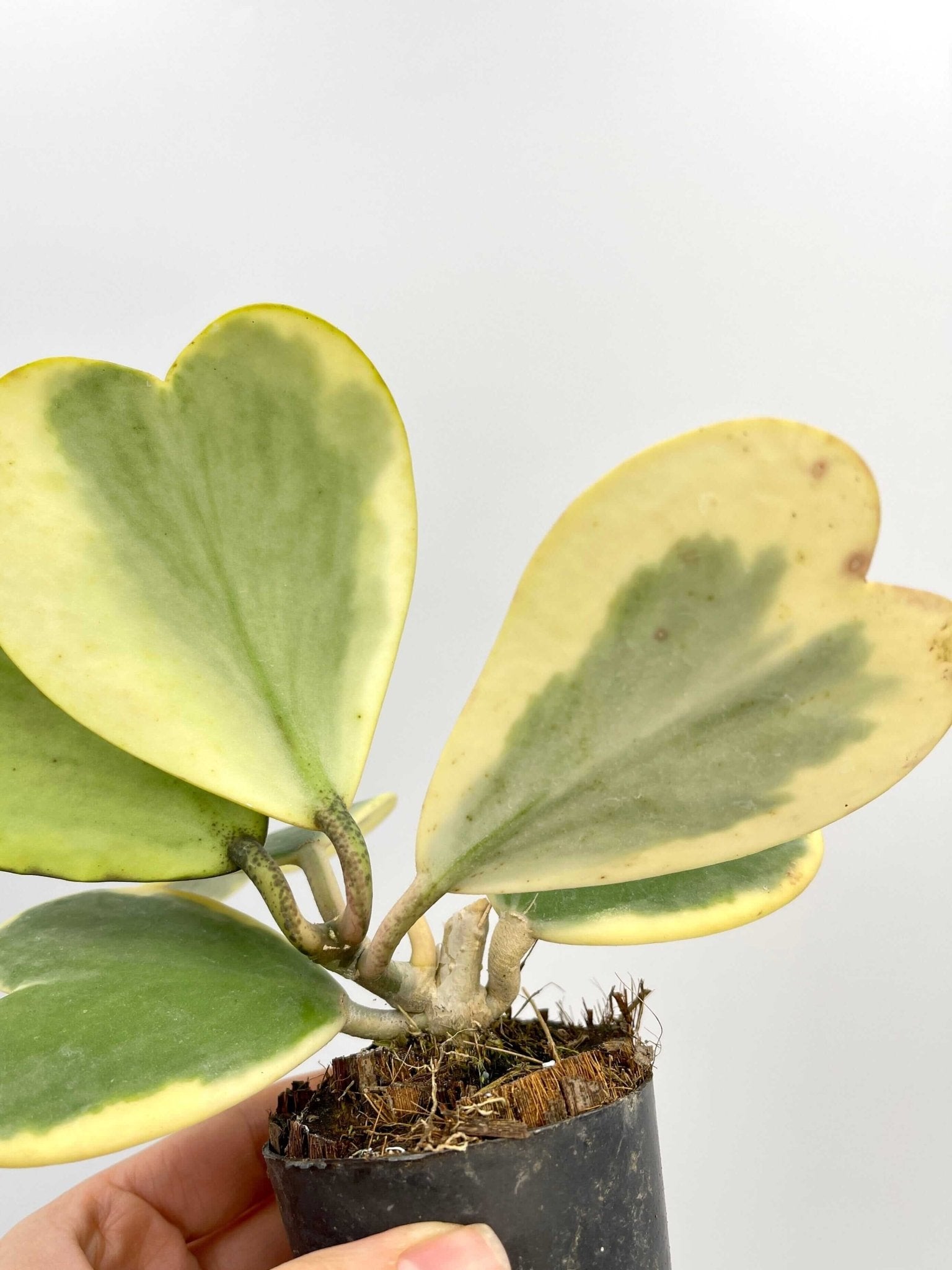 Variegated Hoya Kerrii, Full Plants, Pet Safe Houseplant