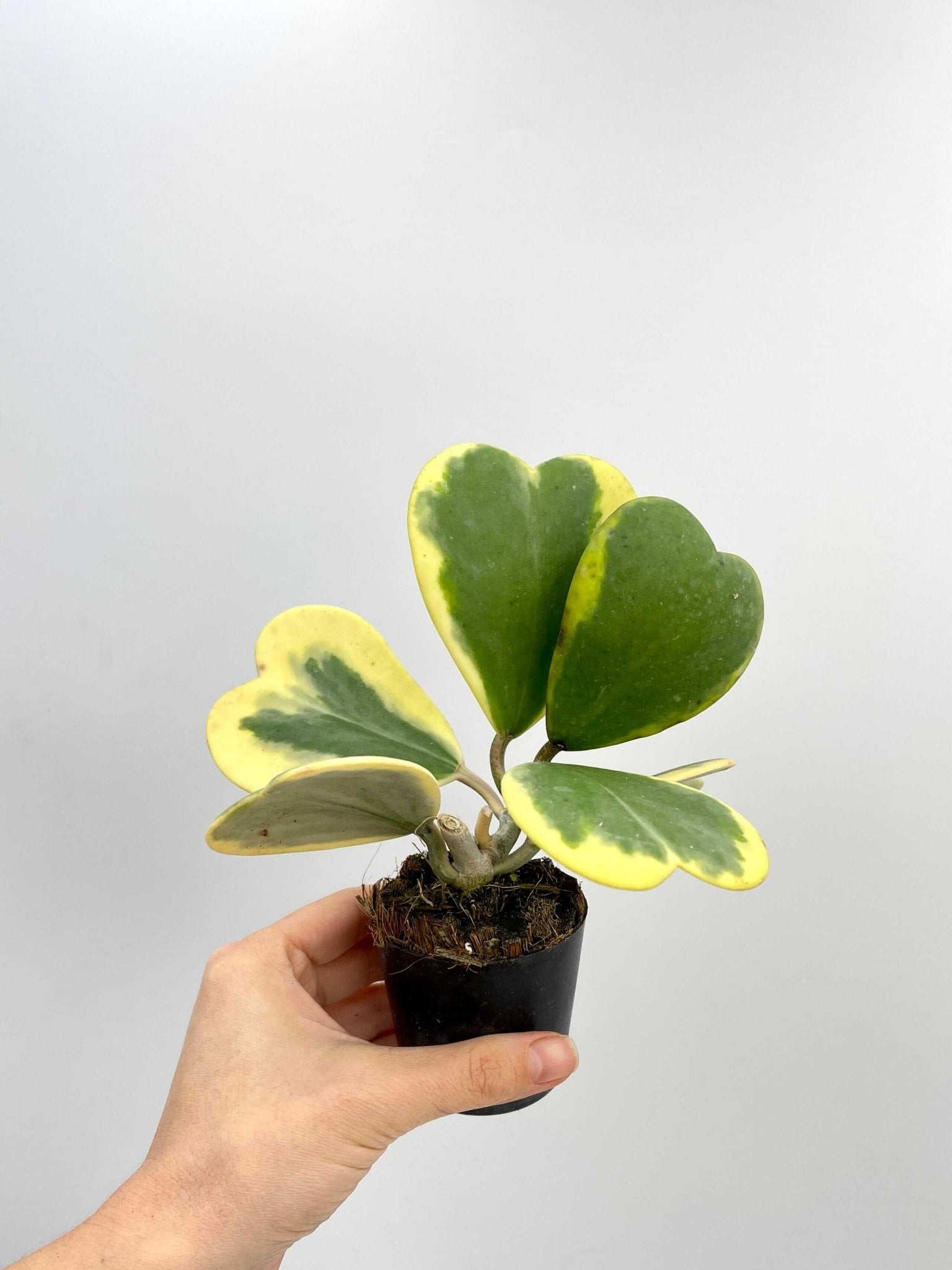 Variegated Hoya Kerrii, Full Plants, Pet Safe Houseplant