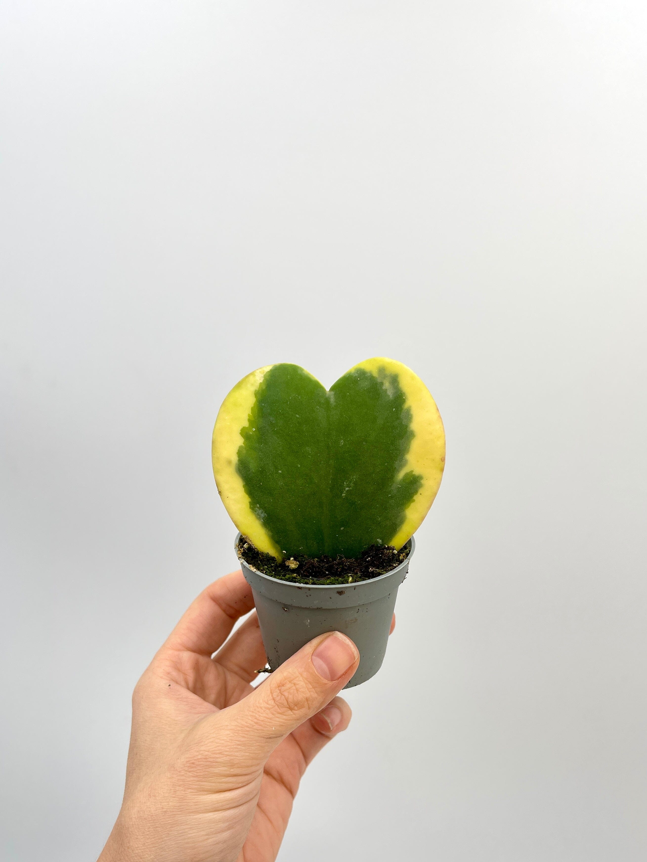 Variegated Hoya Kerrii