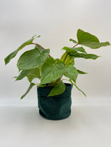 Velvet Fabric Plant Pot, Green, D16cm