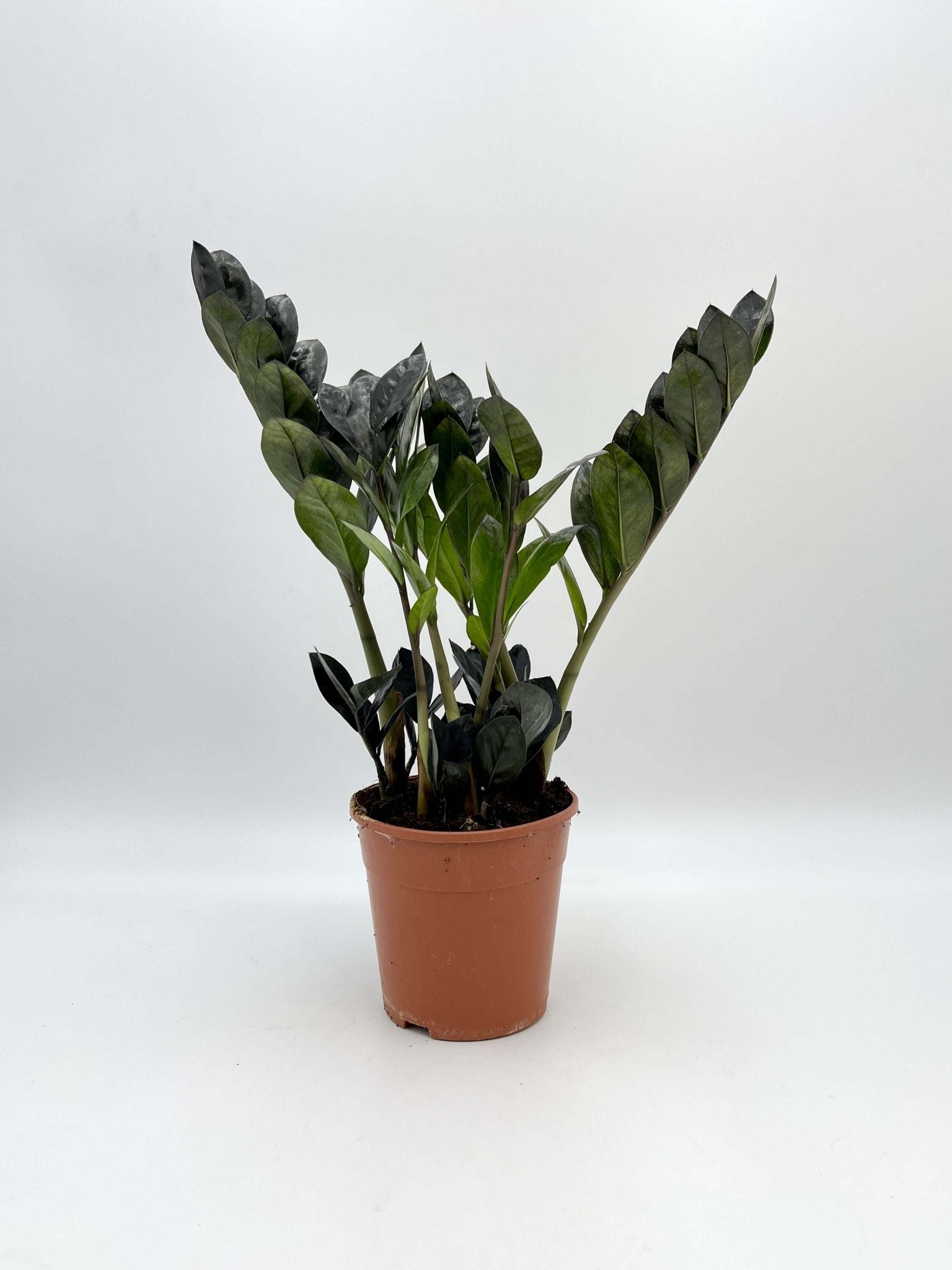raven zz plant uk Zamioculcas Zamiifolia Black Raven, ZZ Plant