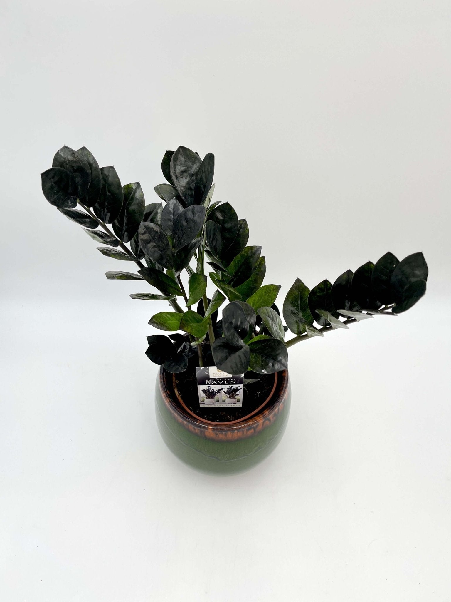 Zamioculcas Zamiifolia Black Raven, ZZ Plant, Low Maintenance Plant