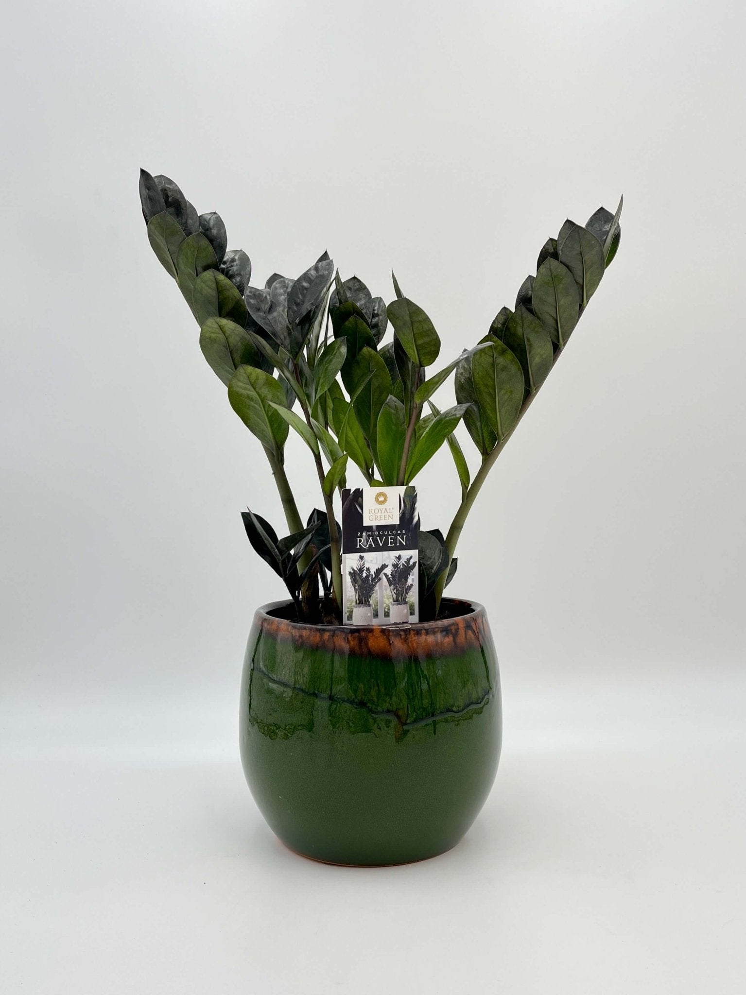 Zamioculcas Zamiifolia Black Raven, ZZ Plant, Low Maintenance Plant