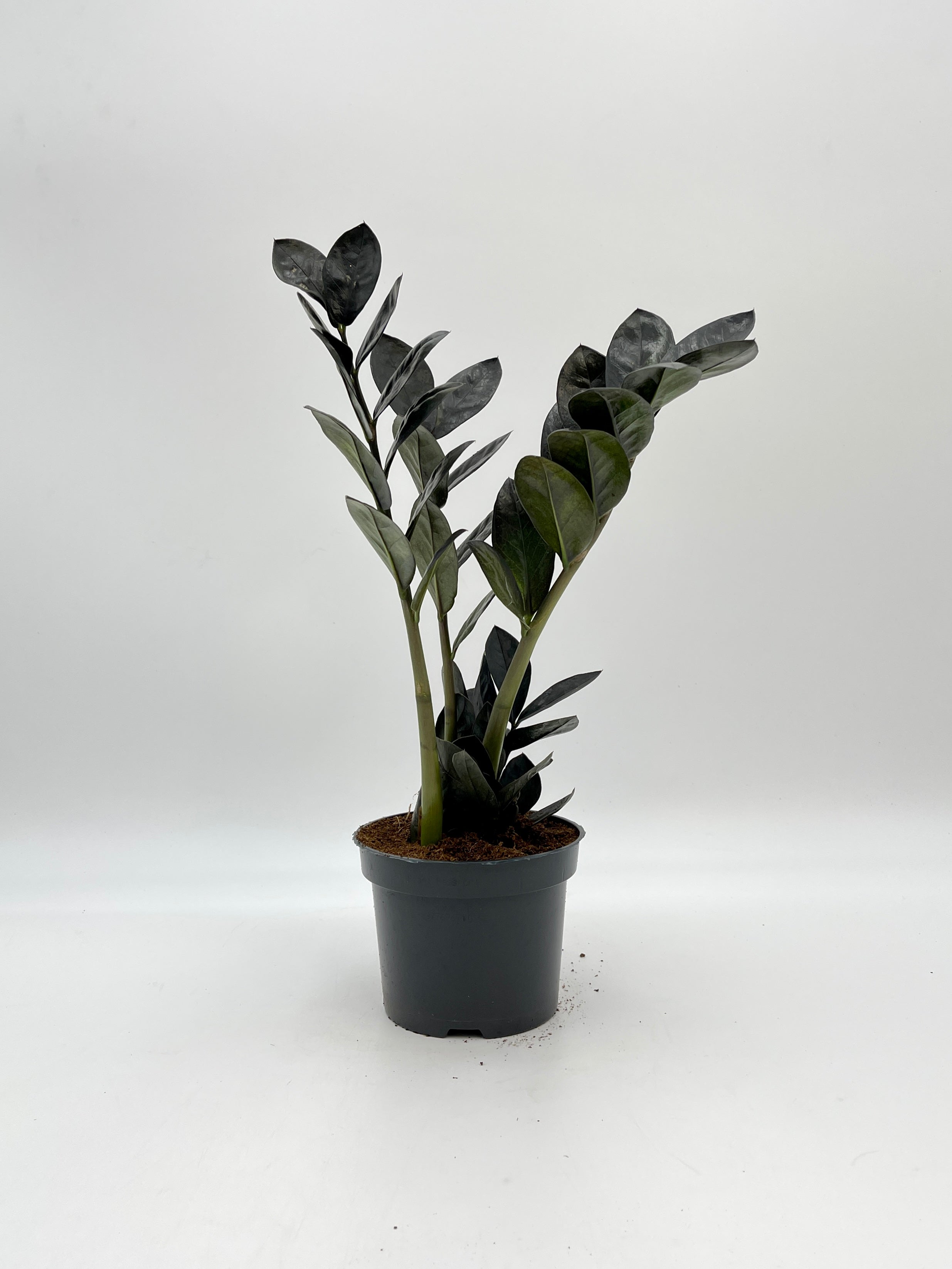 Zamioculcas Zamiifolia Black Raven, ZZ Plant