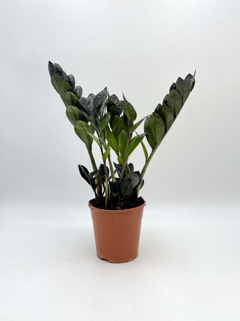 Zamioculcas Zamiifolia Black Raven, ZZ Plant