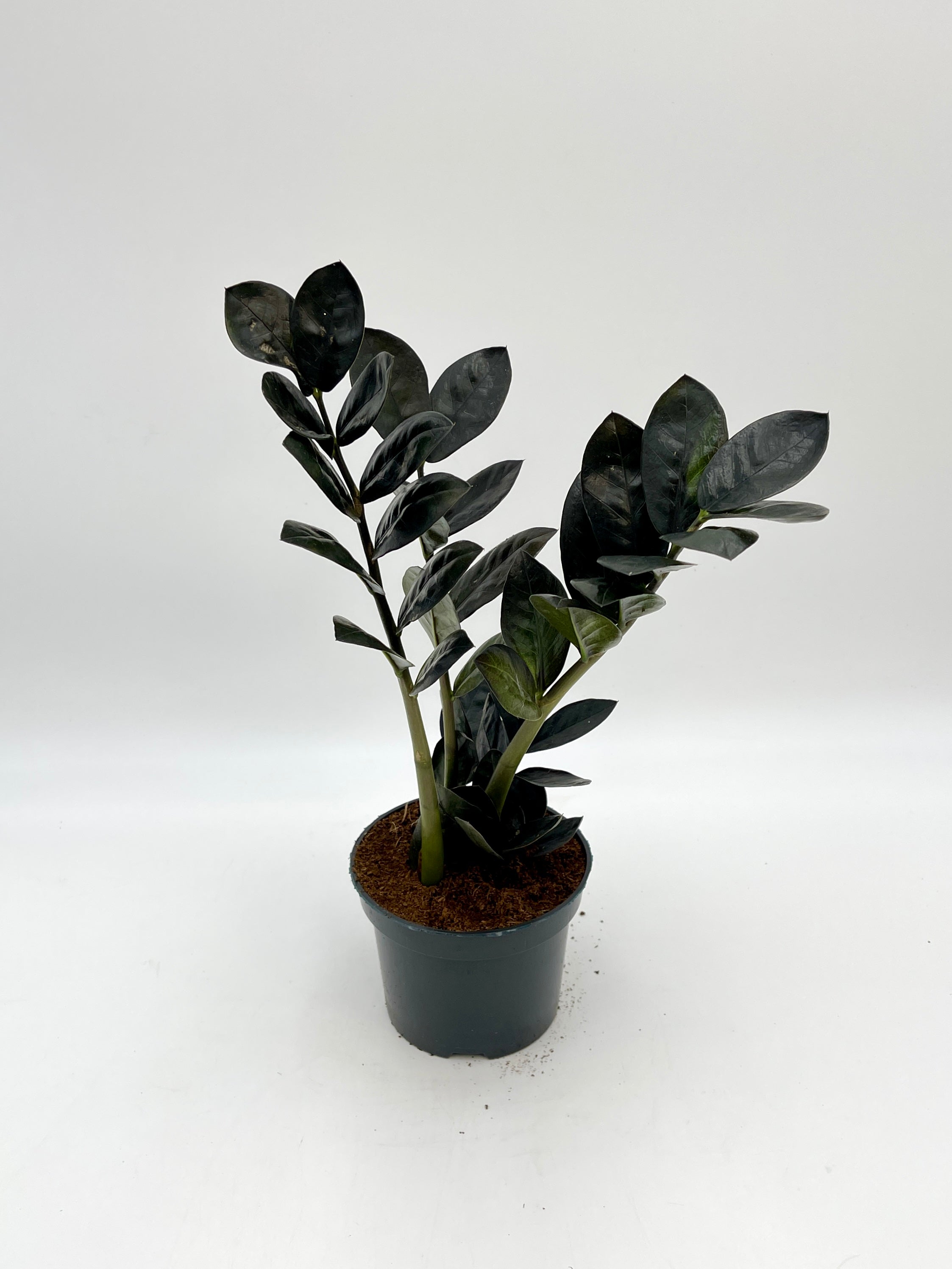 Zamioculcas Zamiifolia Black Raven, ZZ Plant