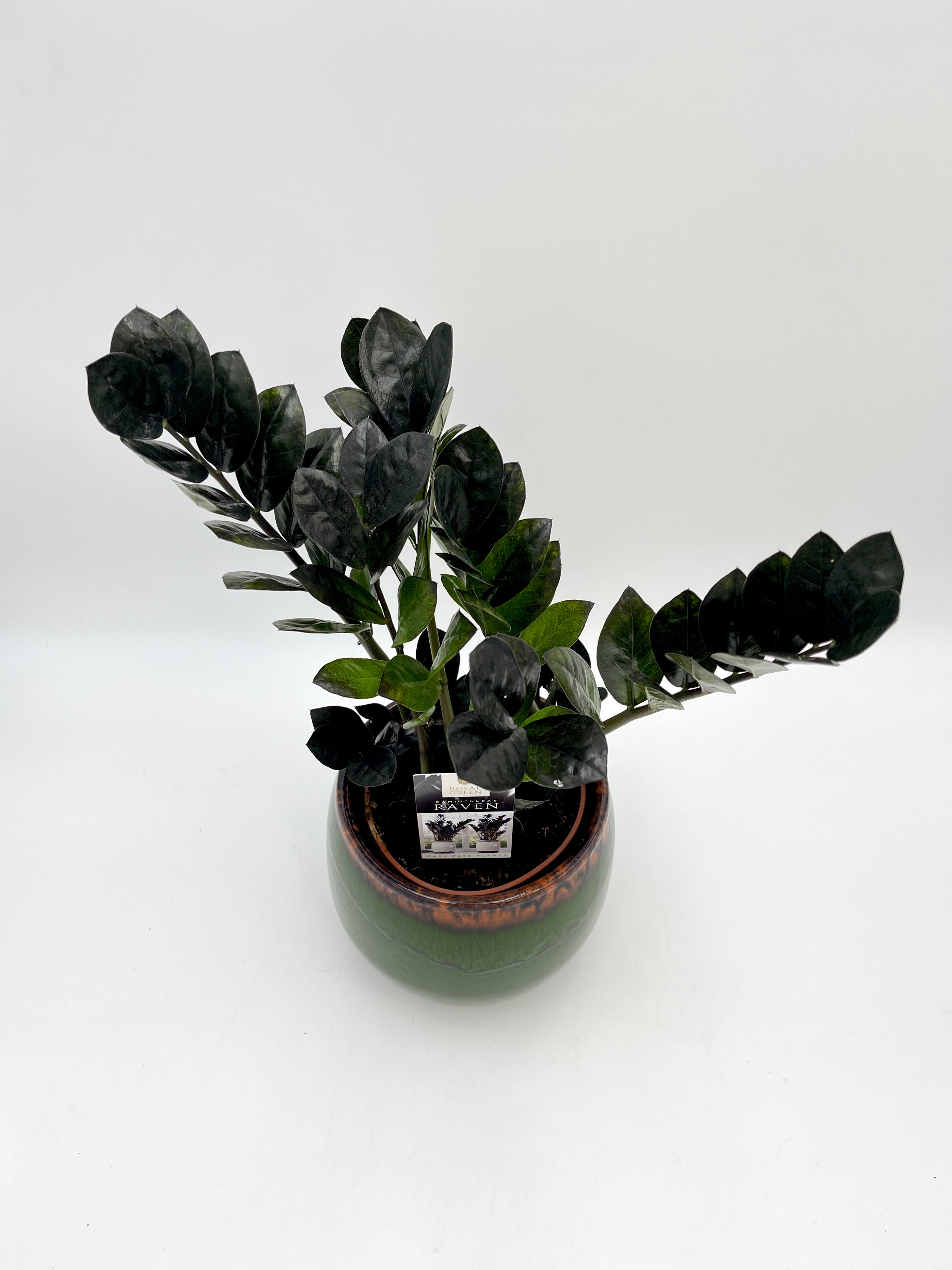 Zamioculcas Zamiifolia Black Raven, ZZ Plant