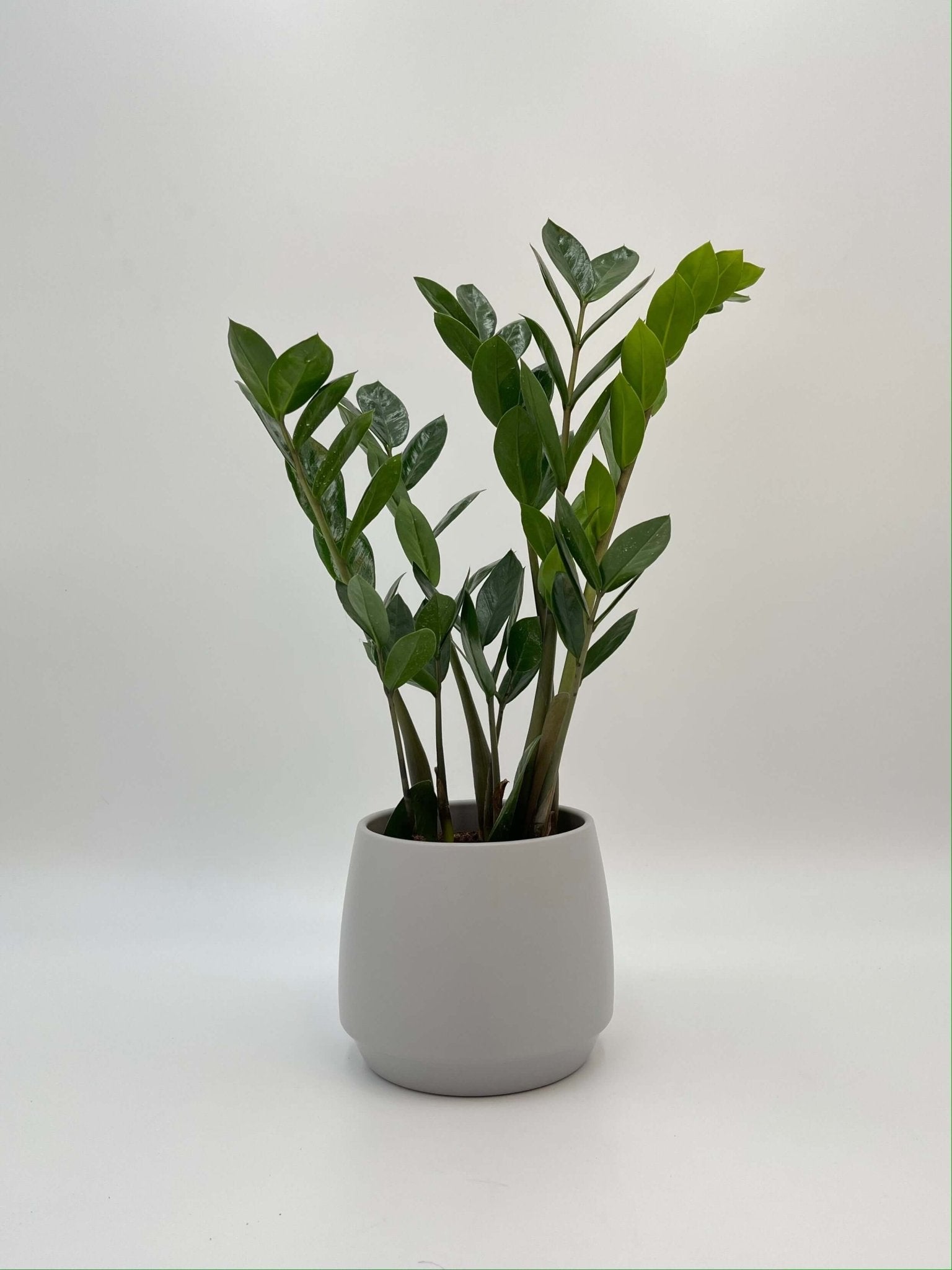 Zamioculcas Zamiifolia, ZZ Plant, Easy Care, Houseplant in Multiple Sizes
