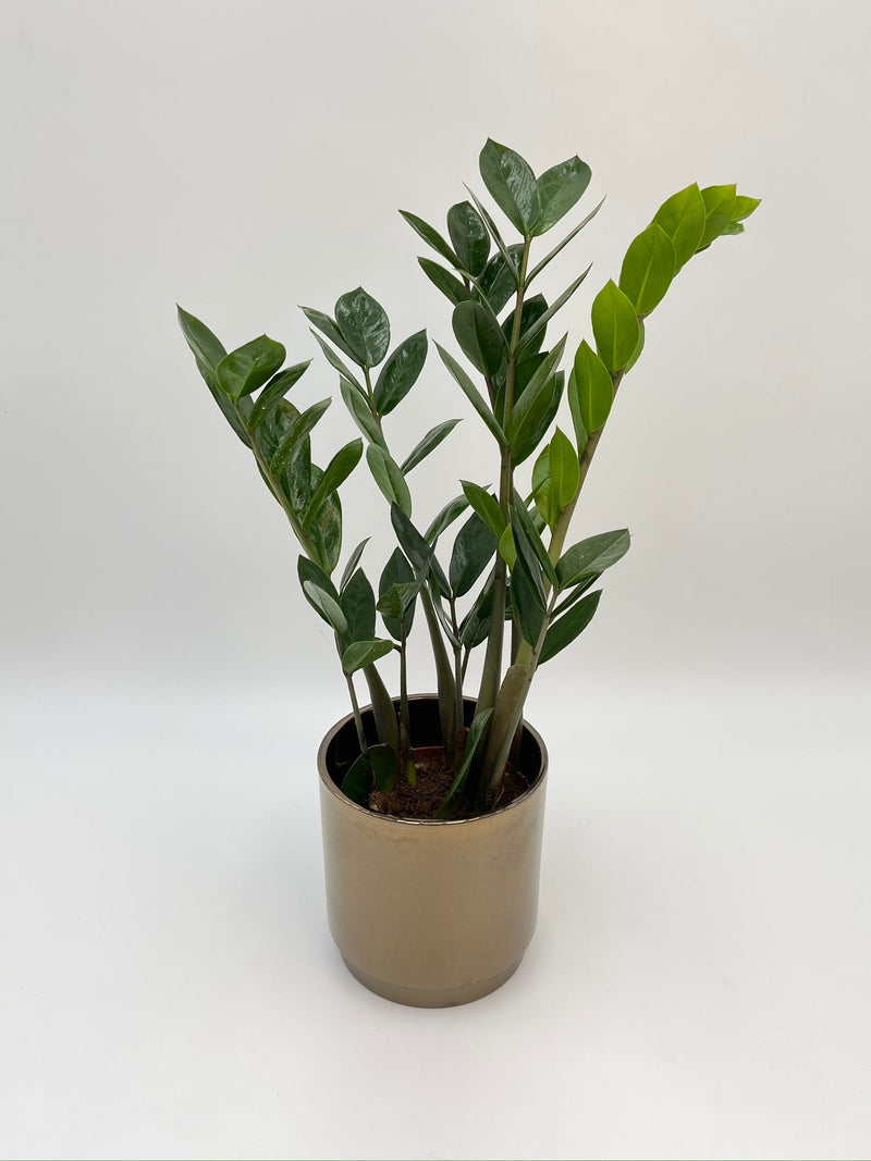 Zamioculcas Zamiifolia, ZZ Plant