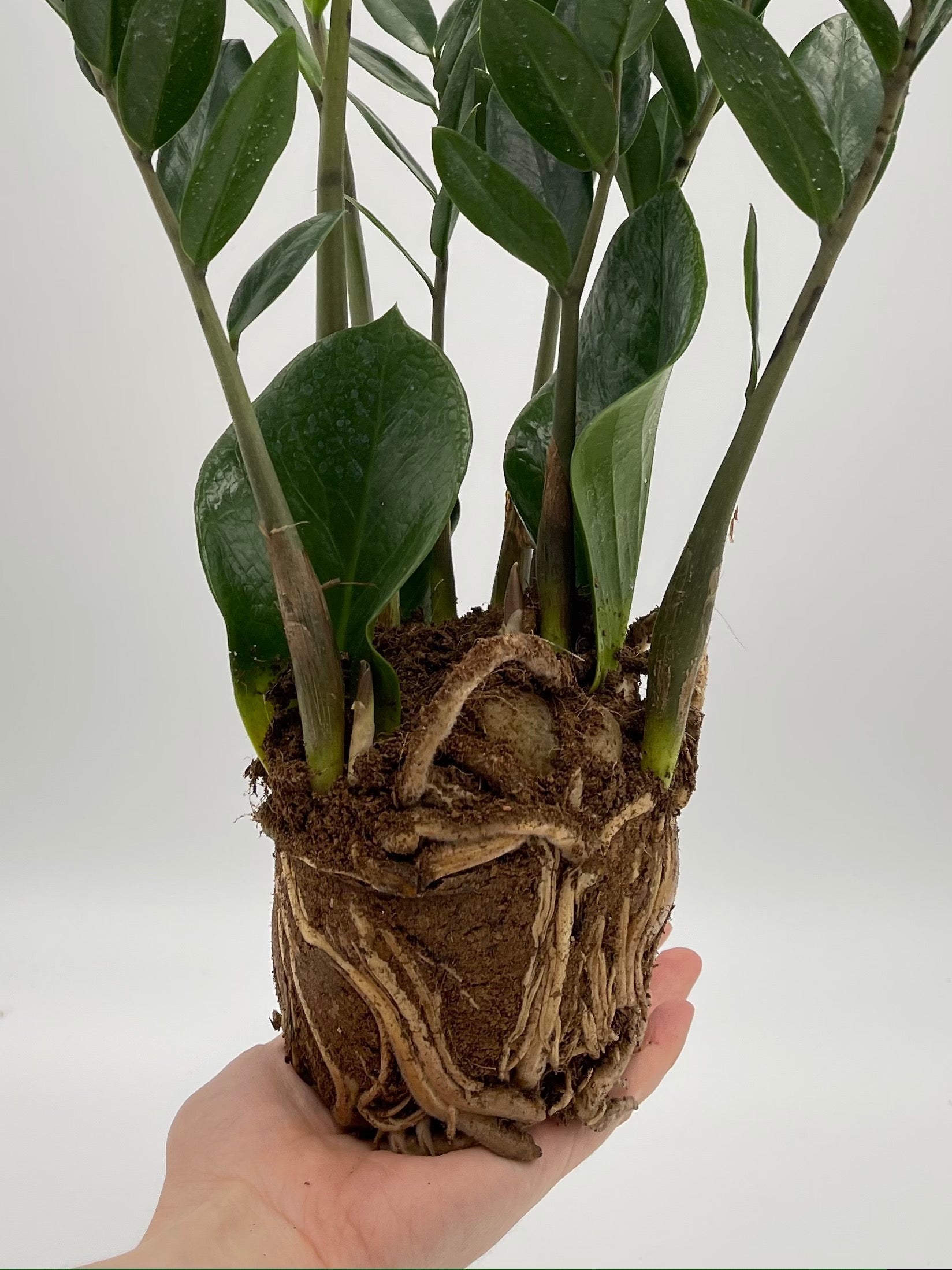 Zamioculcas Zamiifolia, ZZ Plant